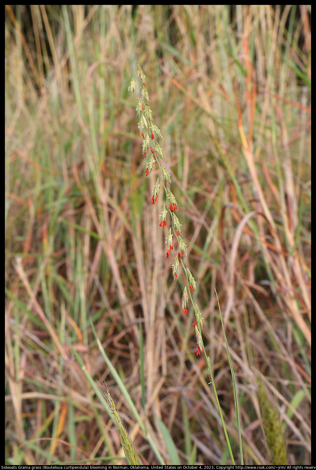 Sideoats Grama grass (Bouteloua curtipendula) blooming in Norman, Oklahoma, United States, October 4, 2023