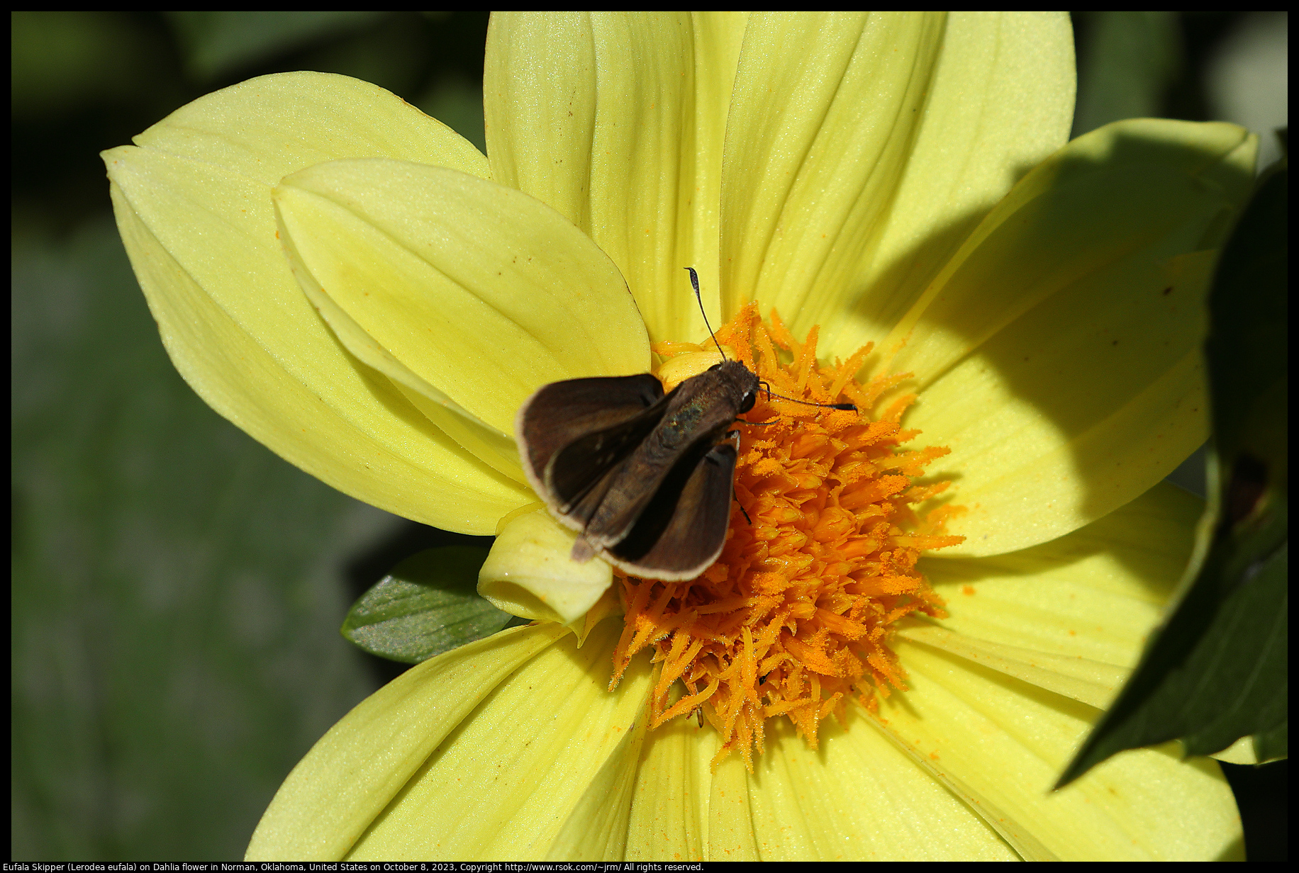 Eufala Skipper (Lerodea eufala) on Dahlia flower in Norman, Oklahoma, United States on October 8, 2023