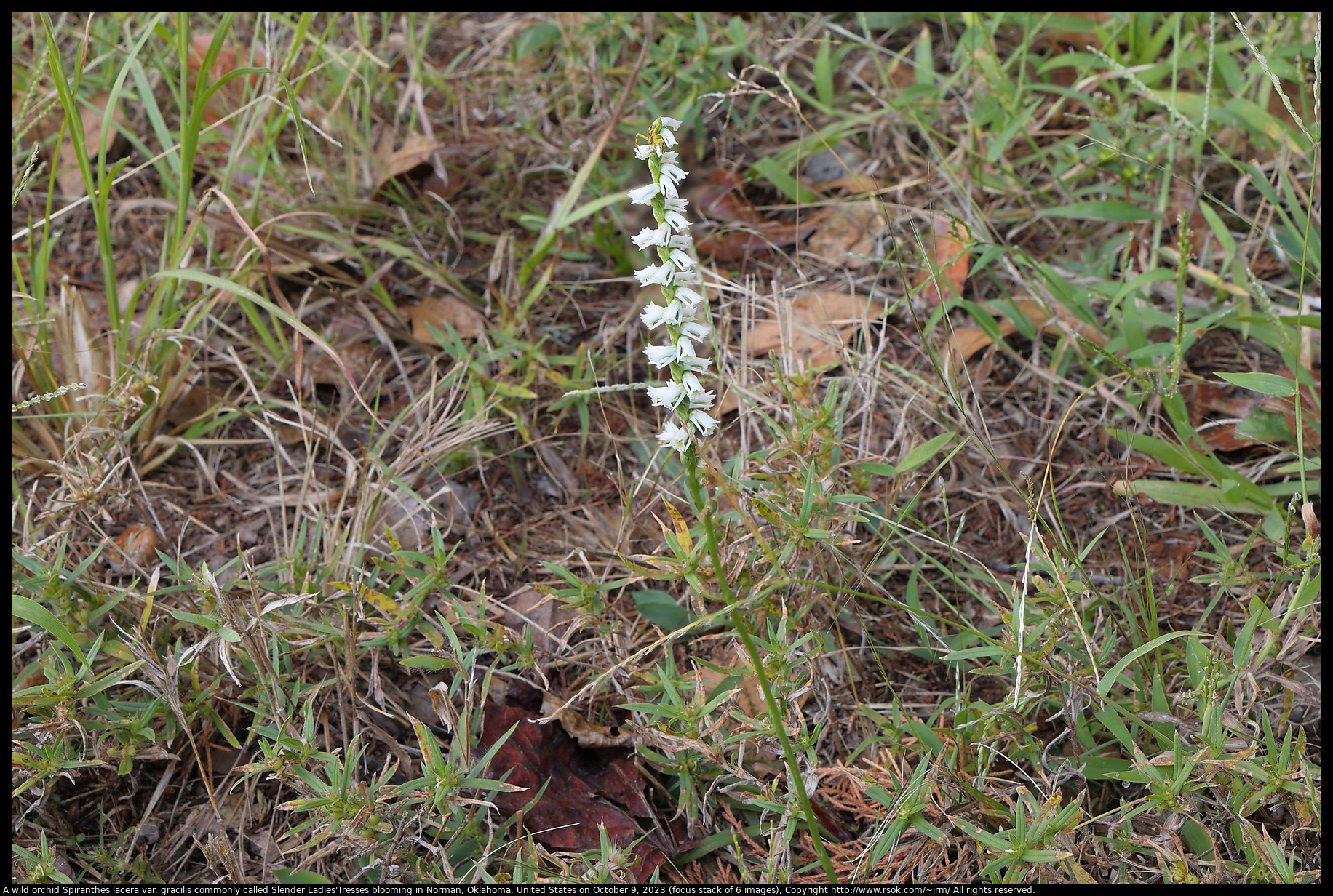 A wild orchid Spiranthes lacera var. gracilis commonly called Slender Ladies' Tresses blooming in Norman, Oklahoma, United States, on October 9, 2023 (focus stack of 6 images)