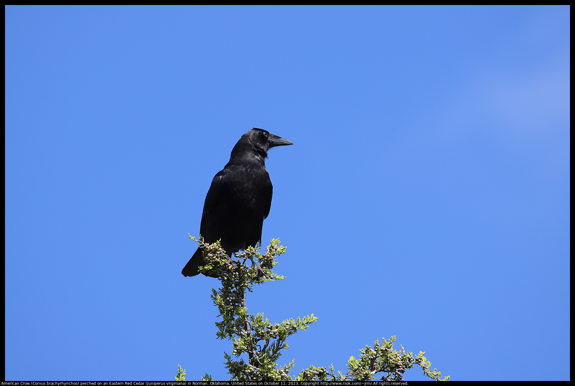 American Crow (Corvus brachyrhynchos) perched on an Eastern Red Cedar (Juniperus virginiana) in Norman, Oklahoma, United States, on October 11, 2023