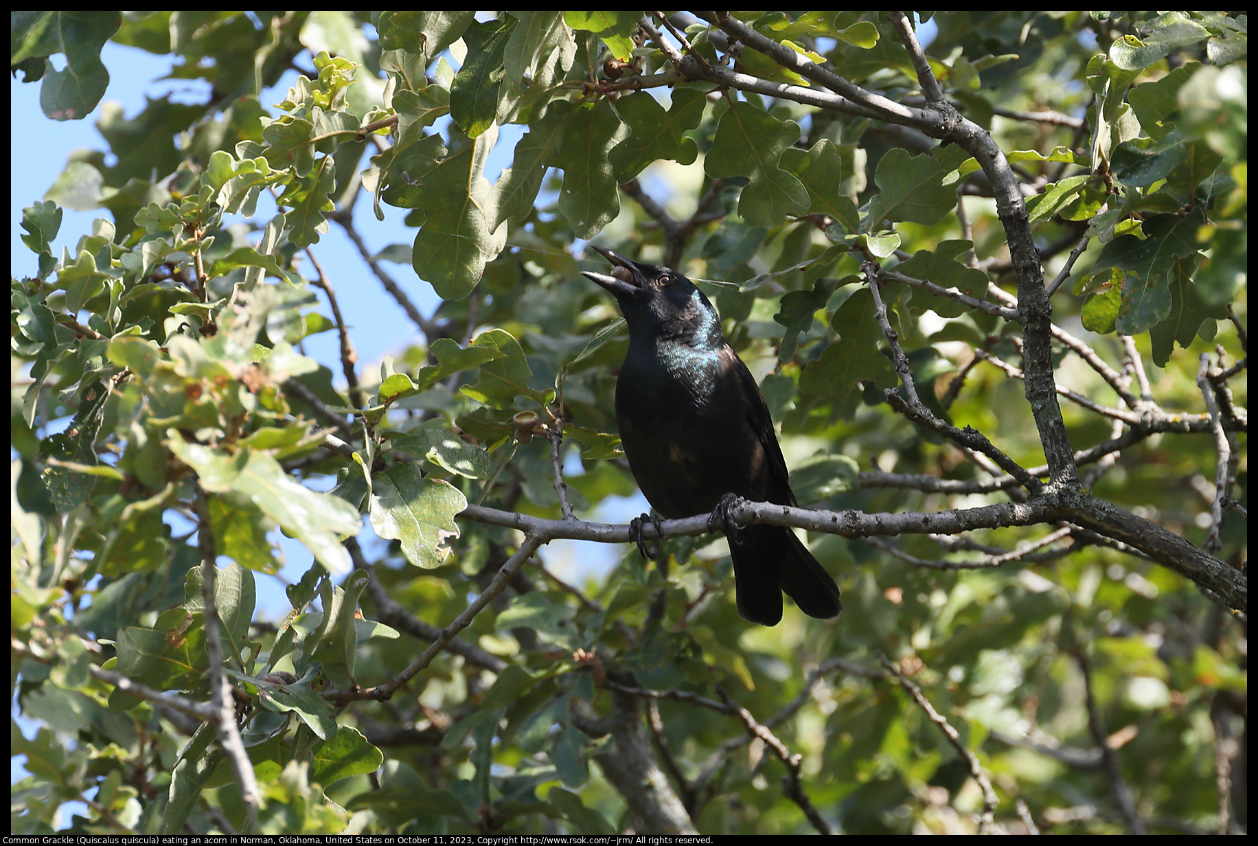Common Grackle (Quiscalus quiscula) eating an acorn in Norman, Oklahoma, United States, on October 11, 2023
