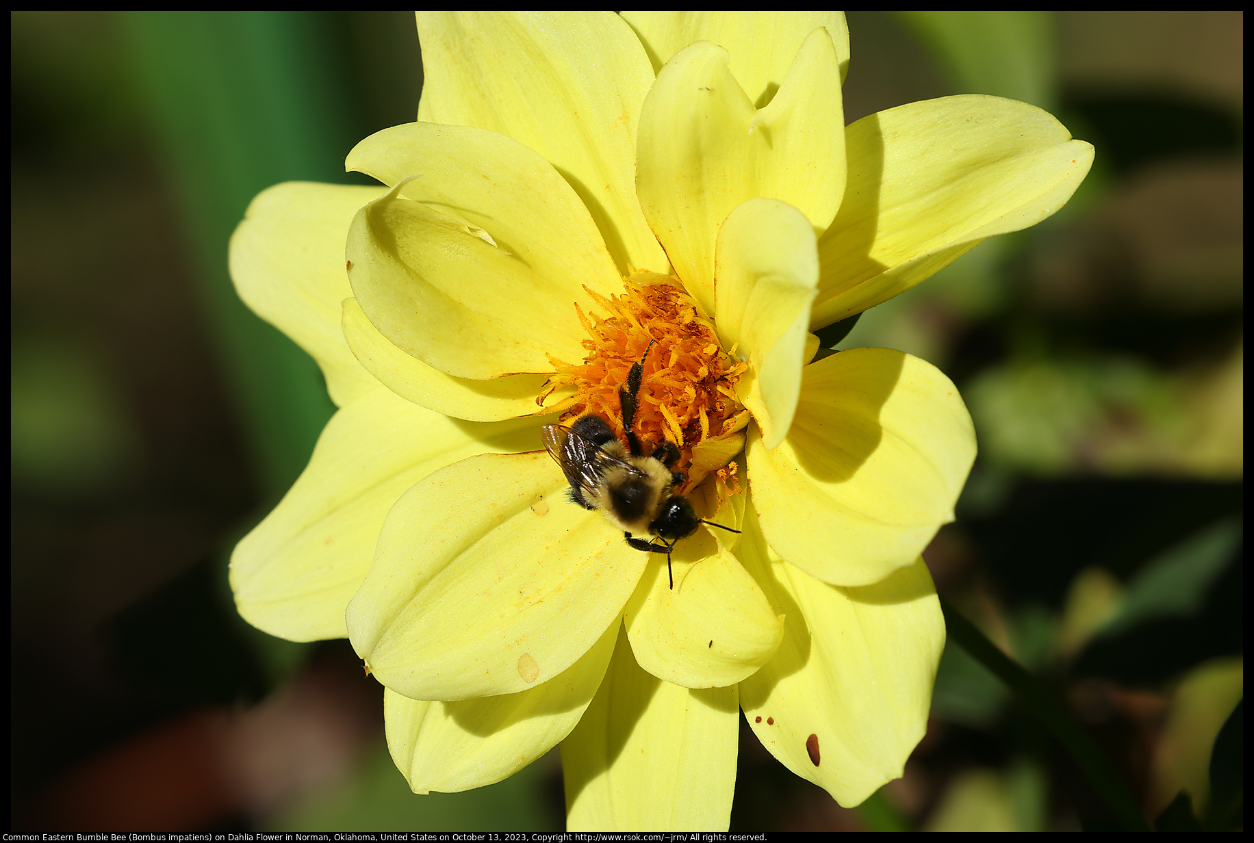 Common Eastern Bumble Bee (Bombus impatiens) on Dahlia Flower in Norman, Oklahoma, United States on October 13, 2023