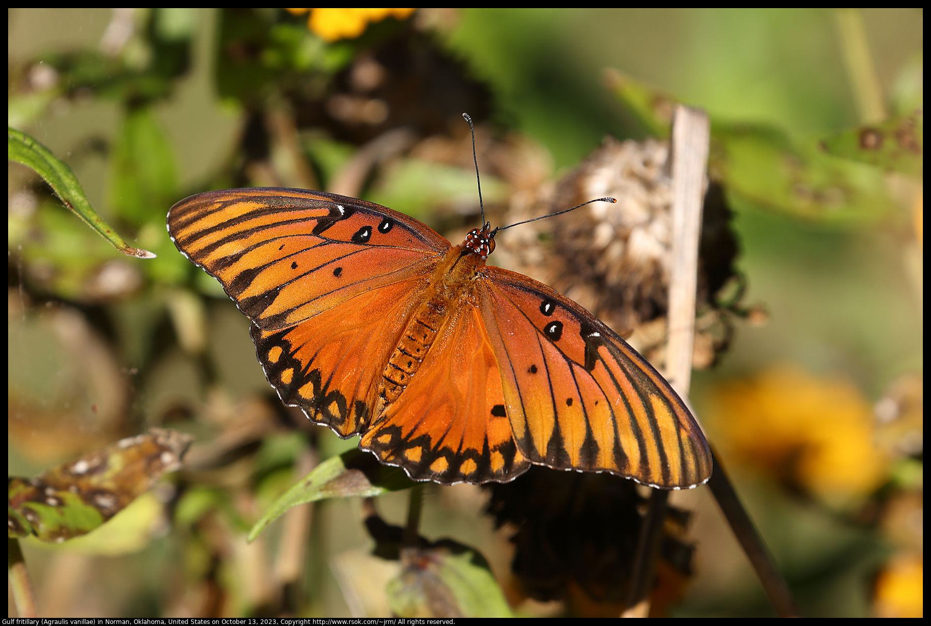 Gulf fritillary (Agraulis vanillae) in Norman, Oklahoma, United States on October 13, 2023