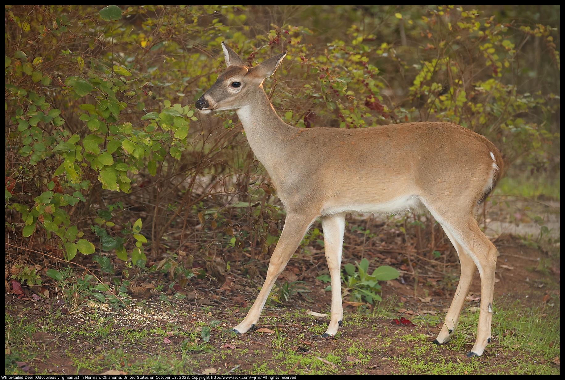 White-tailed Deer (Odocoileus virginianus) in Norman, Oklahoma, United States on October 13, 2023