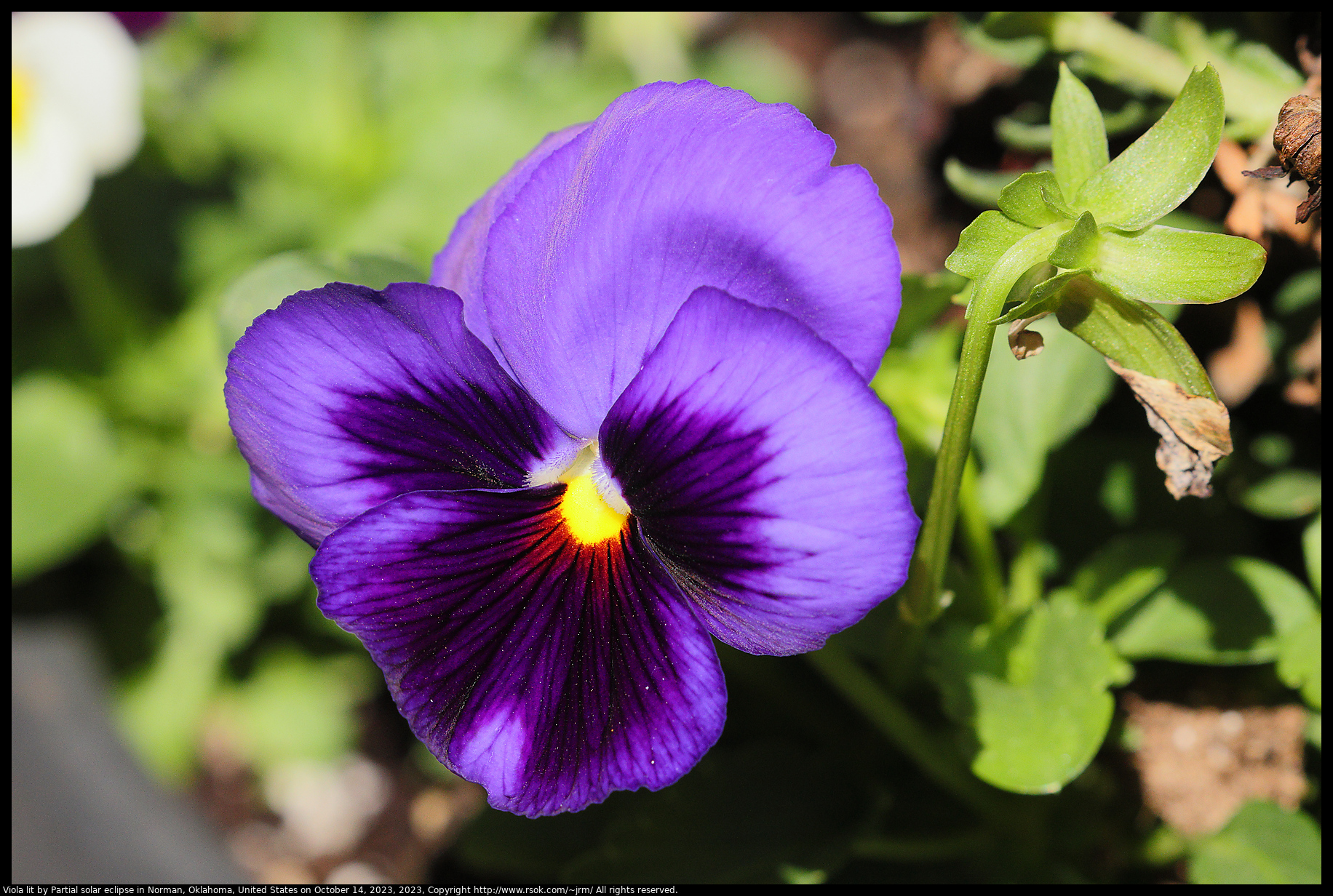 Viola lit by Partial solar eclipse in Norman, Oklahoma, United States on October 14, 2023