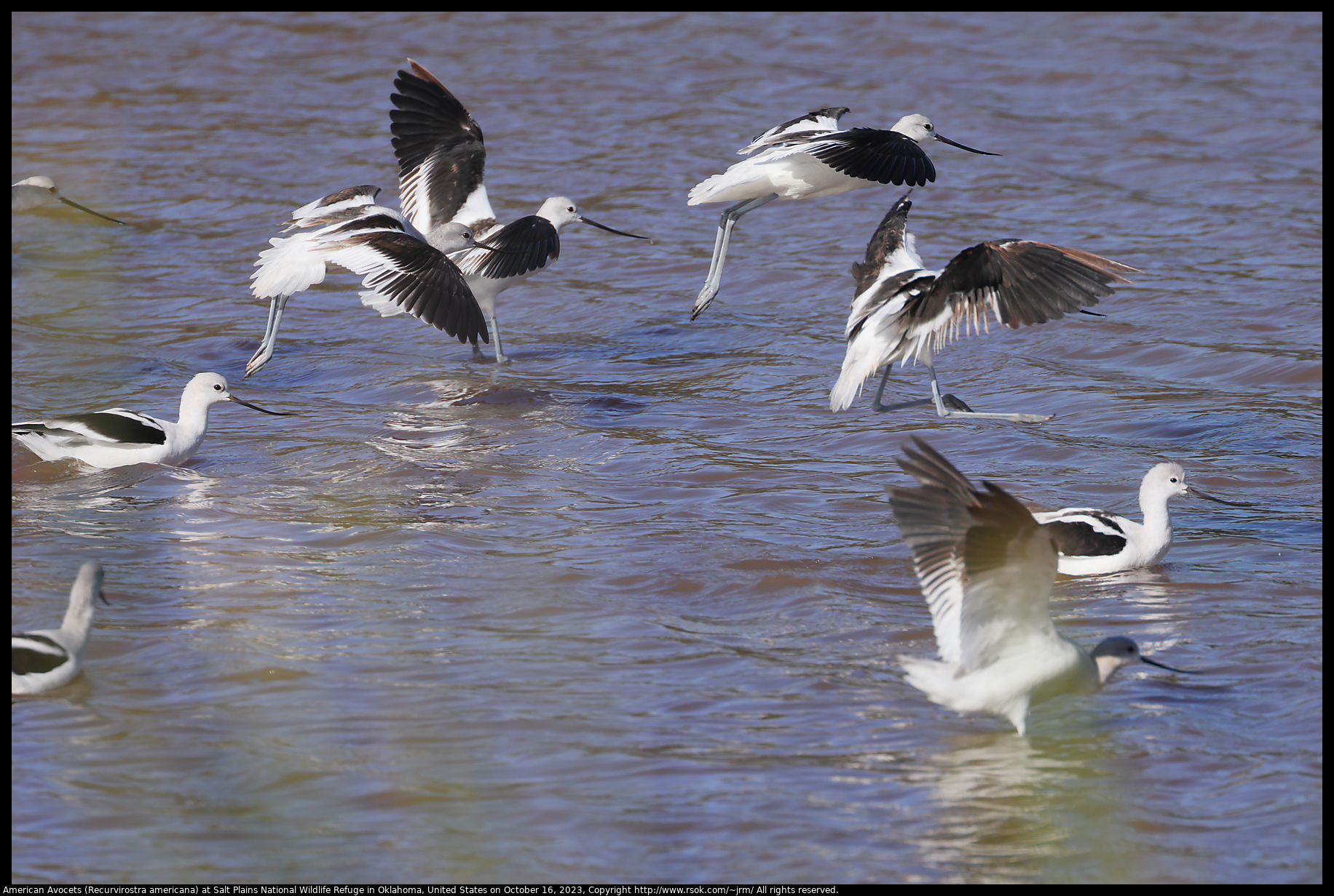 American Avocets (Recurvirostra americana) at Salt Plains National Wildlife Refuge in Oklahoma, United States on October 16, 2023