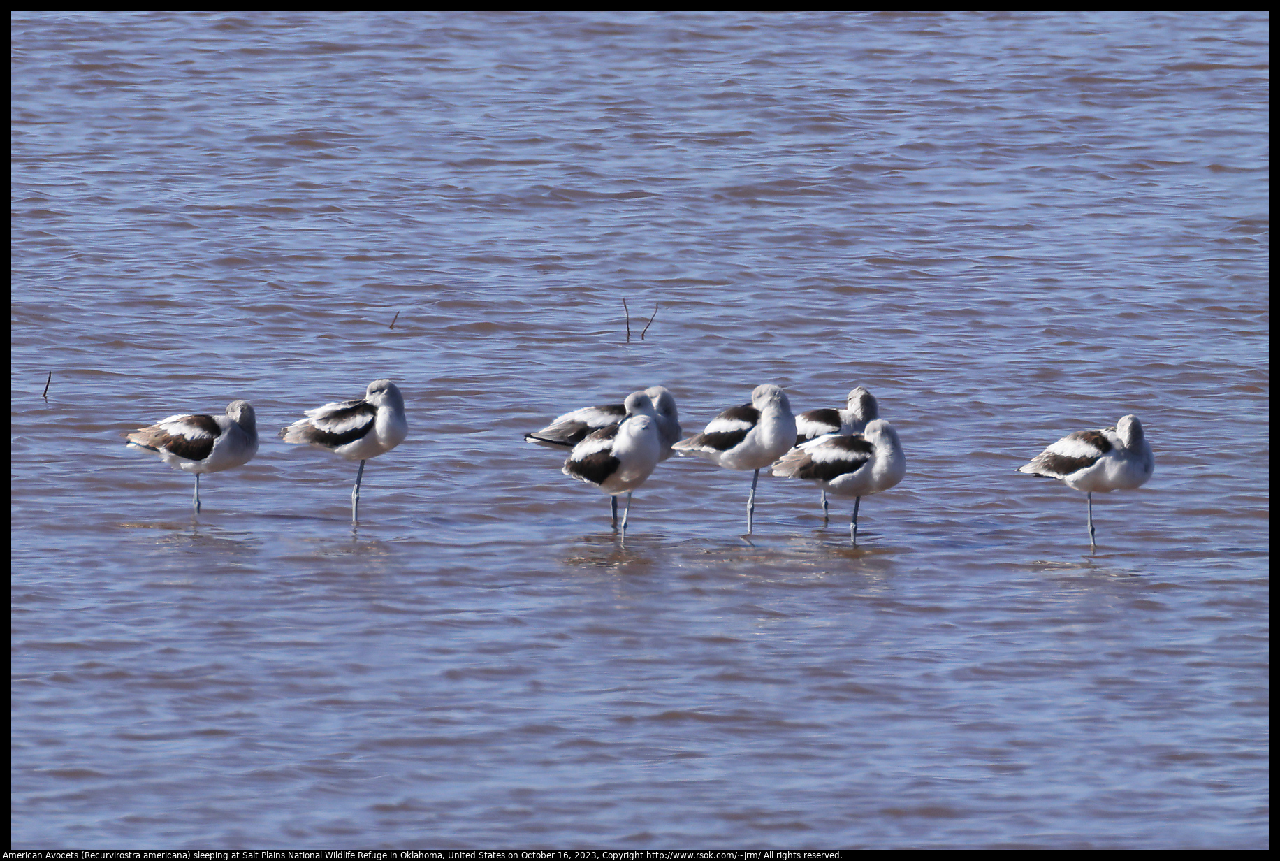 American Avocets (Recurvirostra americana) sleeping at Salt Plains National Wildlife Refuge in Oklahoma, United States on October 16, 2023