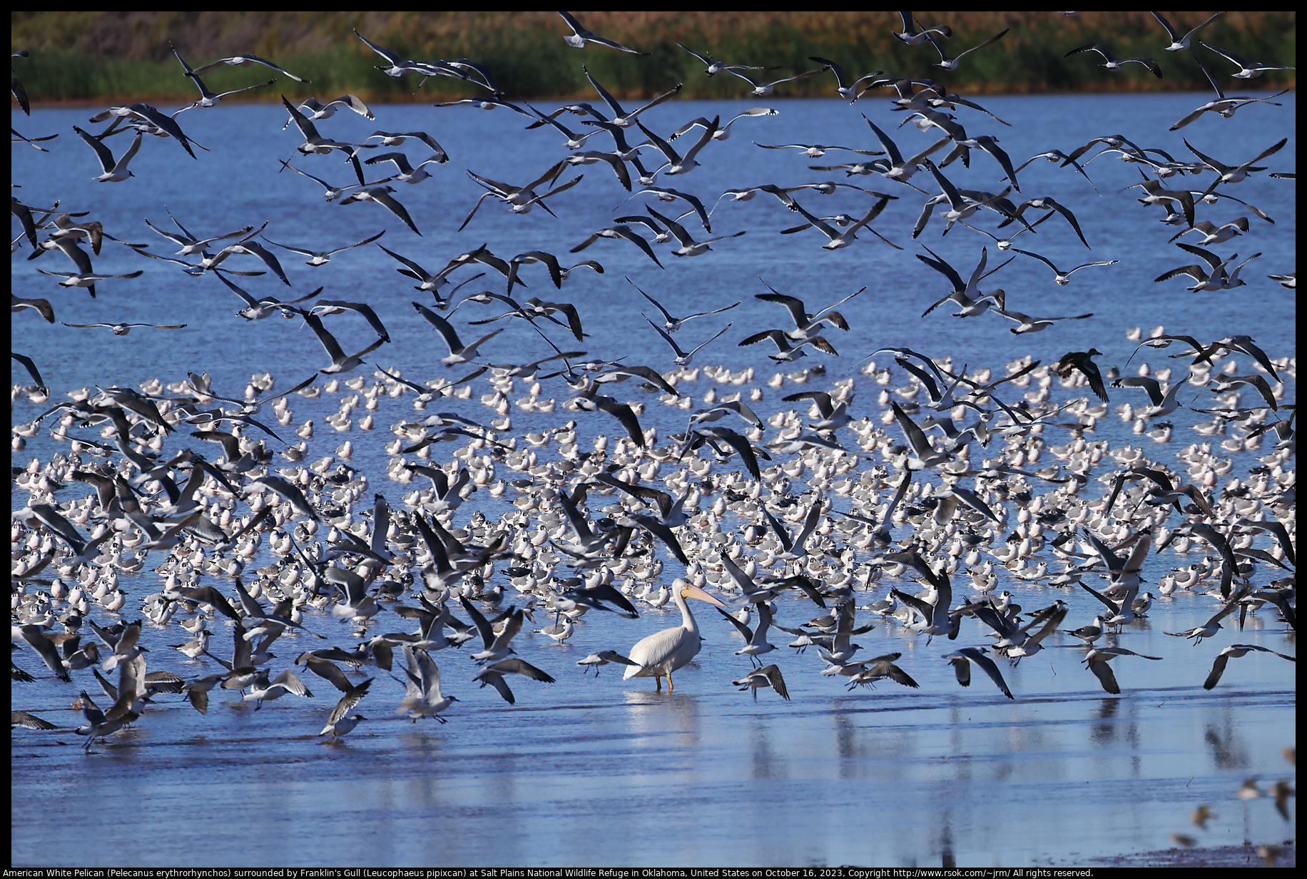 American White Pelican (Pelecanus erythrorhynchos) surrounded by Franklin's Gull (Leucophaeus pipixcan) at Salt Plains National Wildlife Refuge in Oklahoma, United States on October 16, 2023