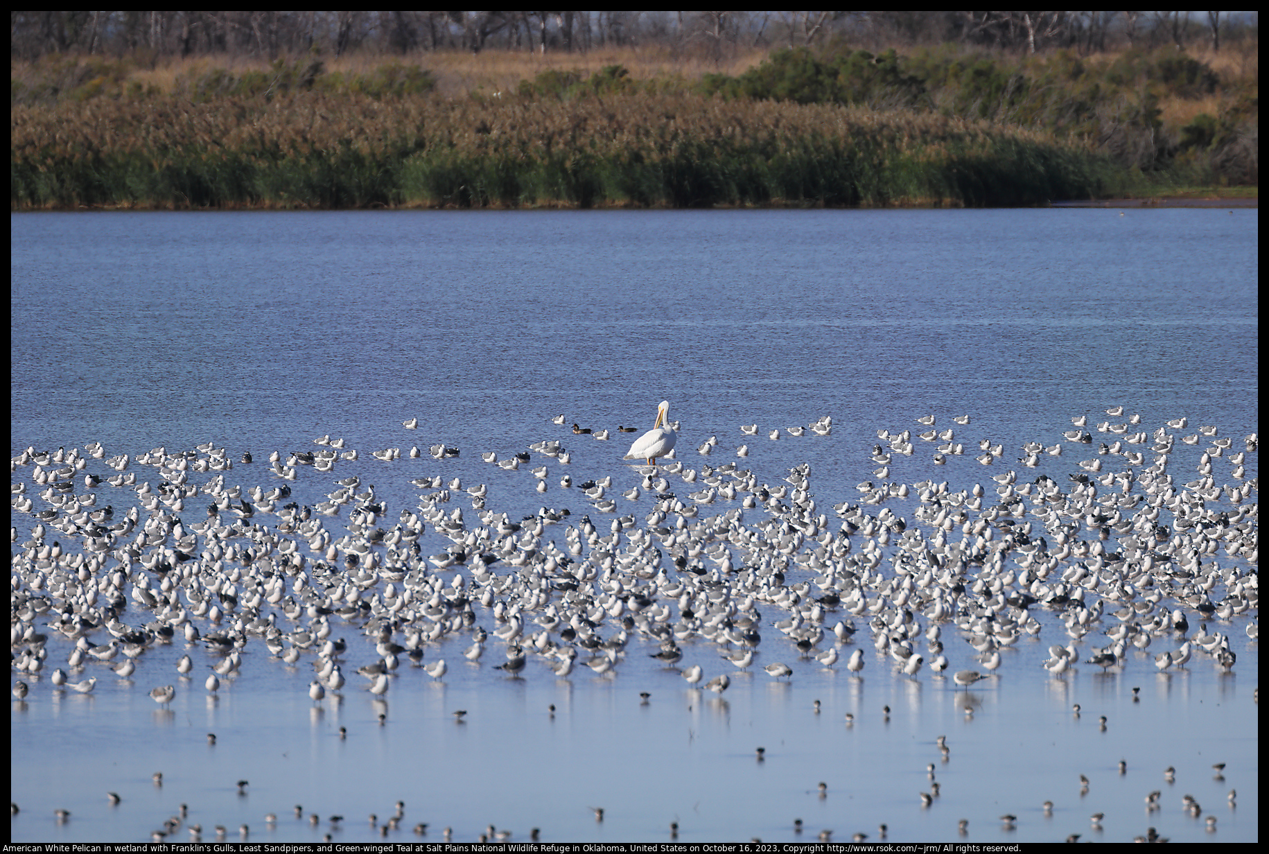 American White Pelican in wetland with Franklin's Gulls, Least Sandpipers, and Green-winged Teal at Salt Plains National Wildlife Refuge in Oklahoma, United States on October 16, 2023