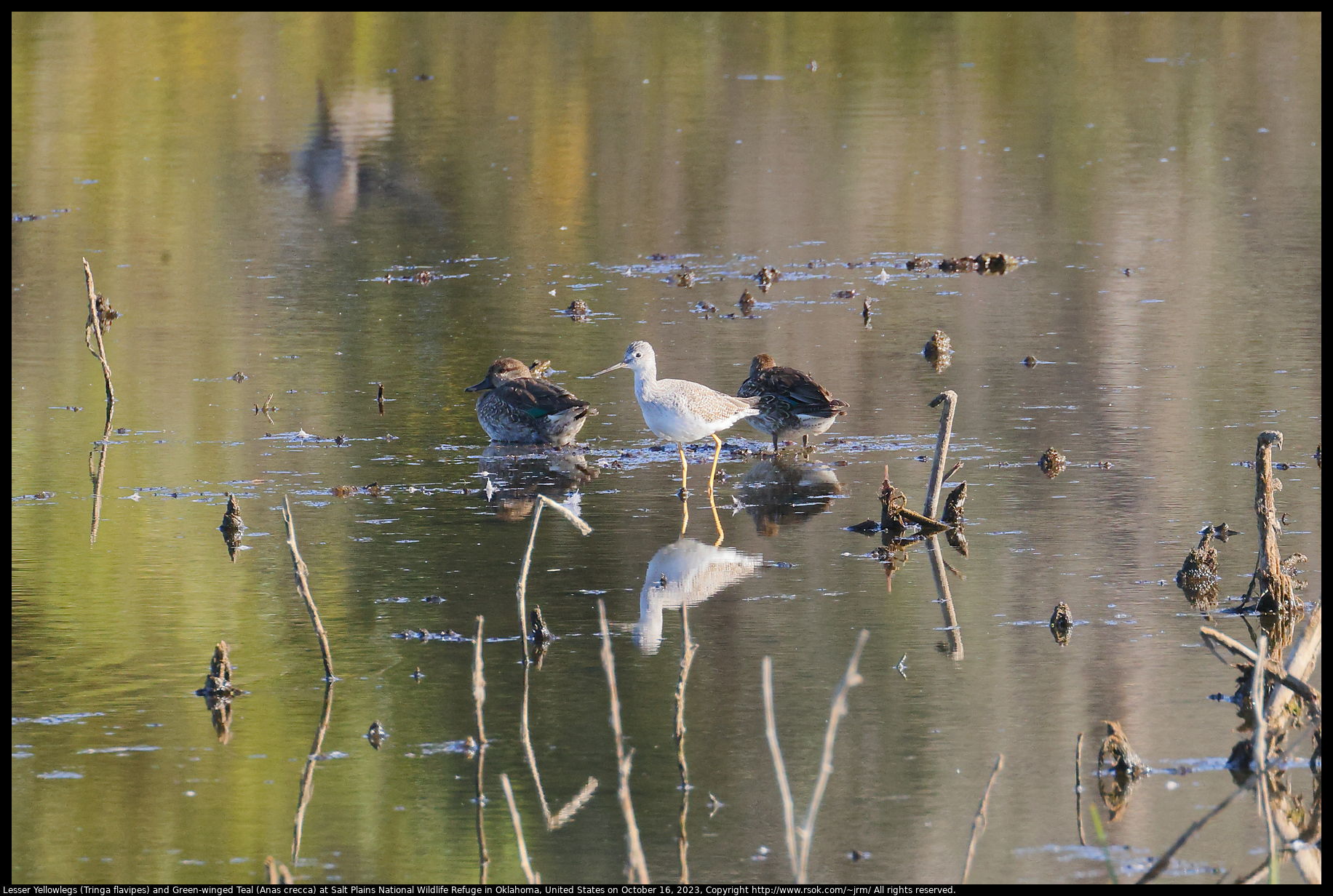 Lesser Yellowlegs (Tringa flavipes) and Green-winged Teal (Anas crecca) at Salt Plains National Wildlife Refuge in Oklahoma, United States on October 16, 2023