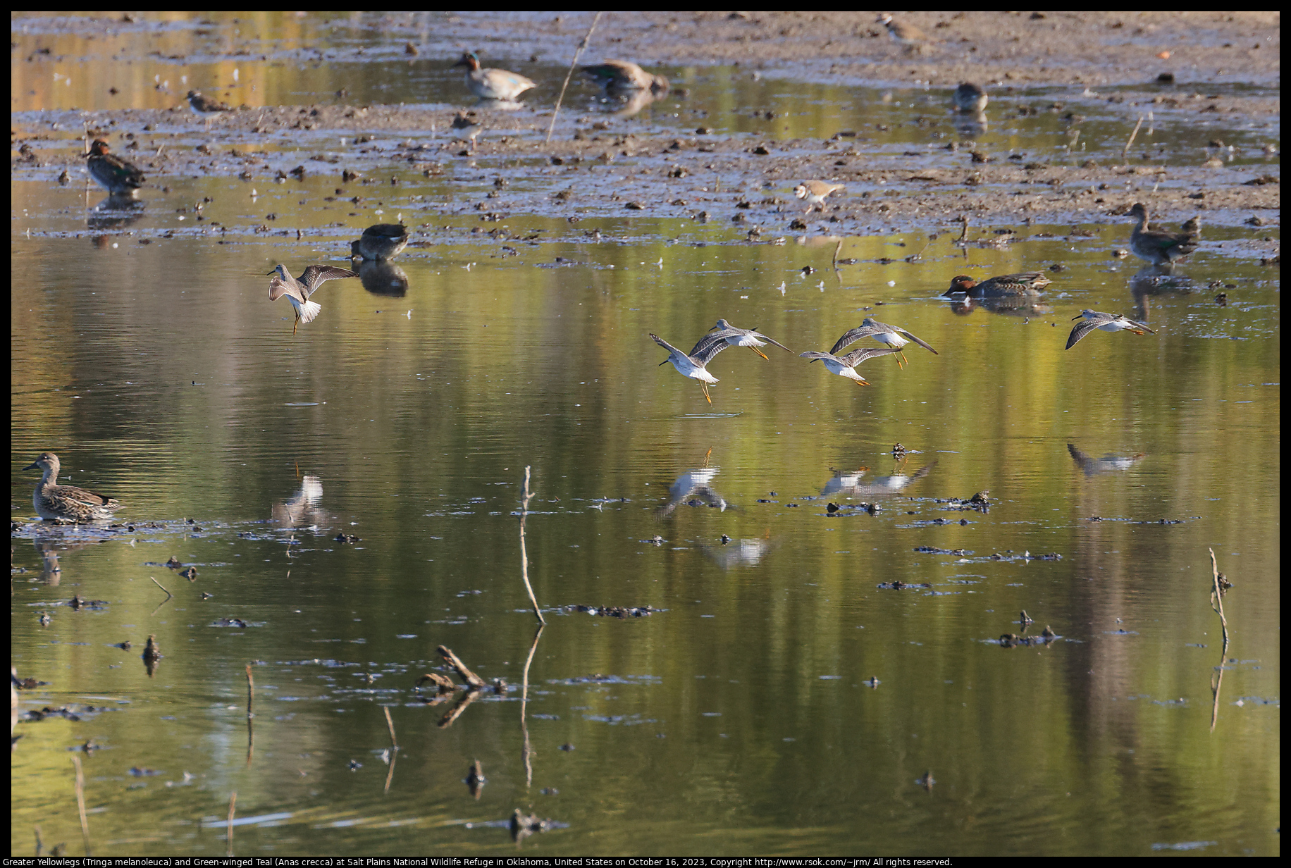 Greater Yellowlegs (Tringa melanoleuca) and Green-winged Teal (Anas crecca) at Salt Plains National Wildlife Refuge in Oklahoma, United States on October 16, 2023