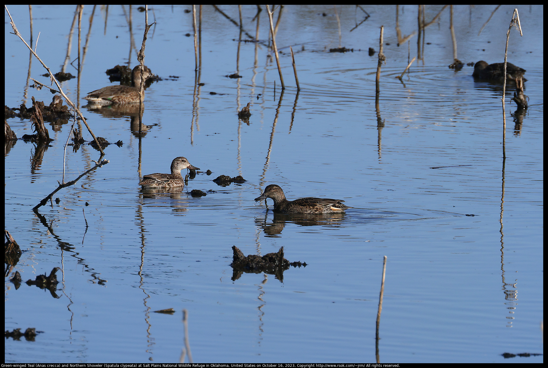Green-winged Teal (Anas crecca) and Northern Shoveler (Spatula clypeata) at Salt Plains National Wildlife Refuge in Oklahoma, United States on October 16, 2023