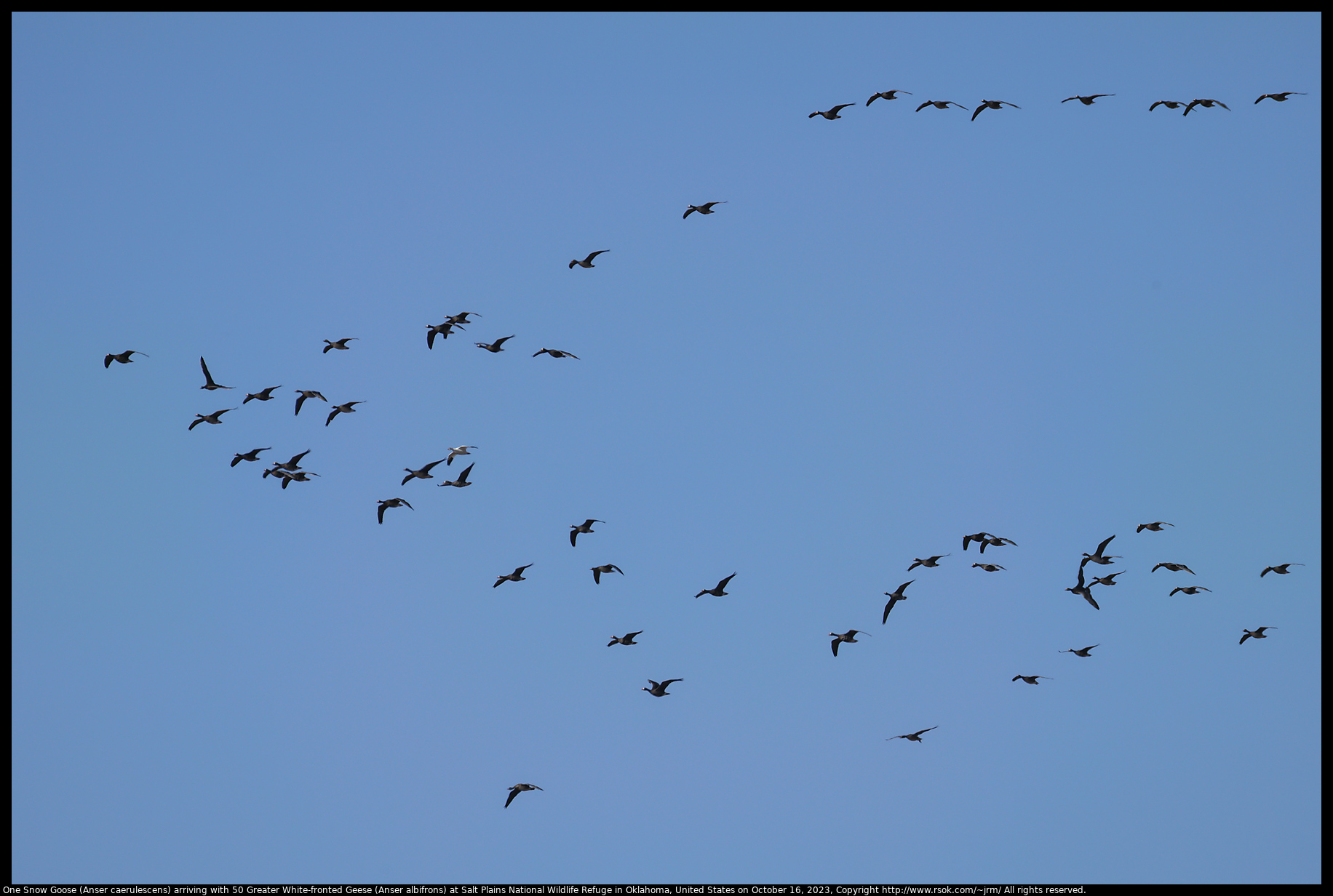 One Snow Goose (Anser caerulescens) arriving with 50 Greater White-fronted Geese (Anser albifrons) at Salt Plains National Wildlife Refuge in Oklahoma, United States on October 16, 2023
