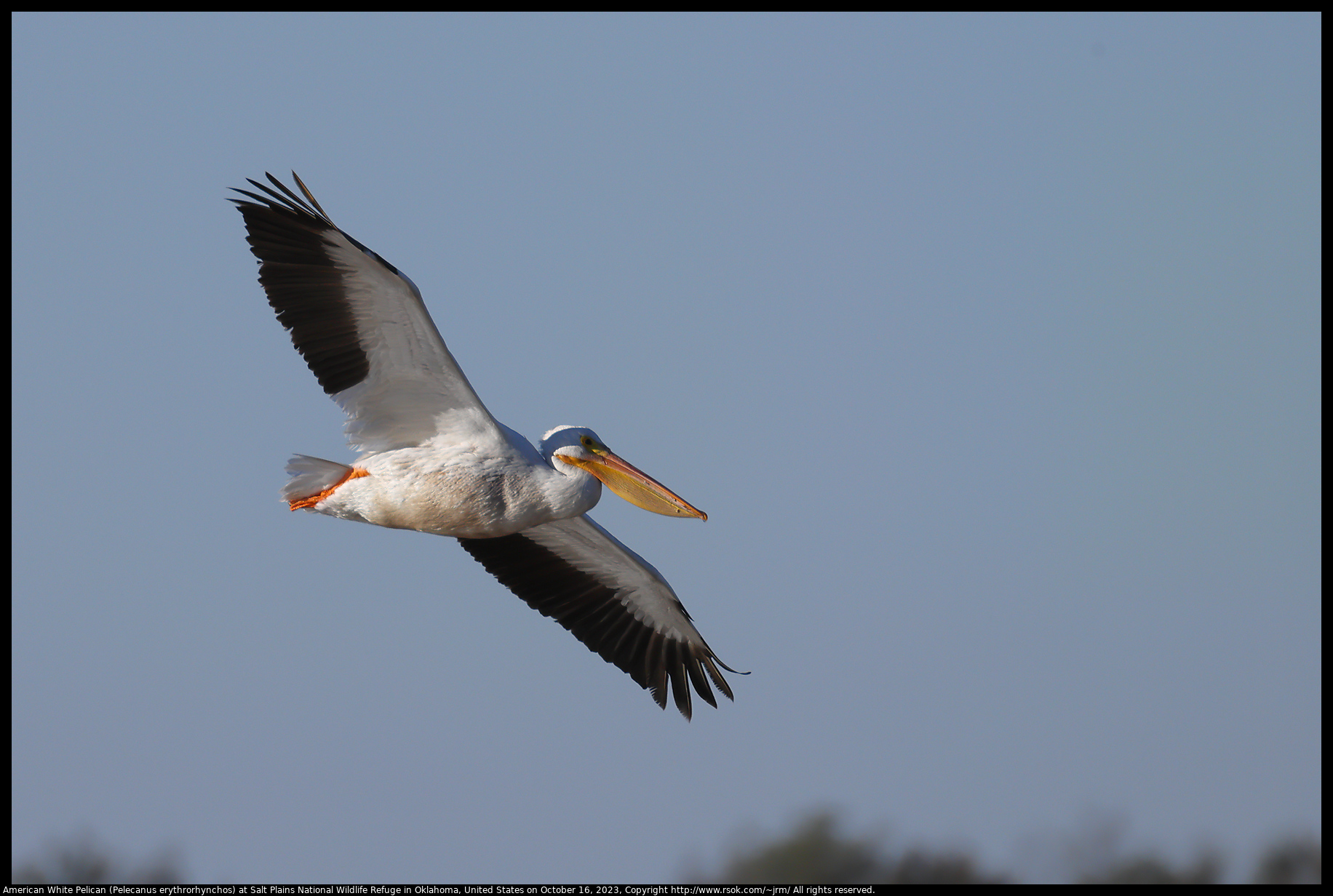 American White Pelican (Pelecanus erythrorhynchos) at Salt Plains National Wildlife Refuge in Oklahoma, United States on October 16, 2023