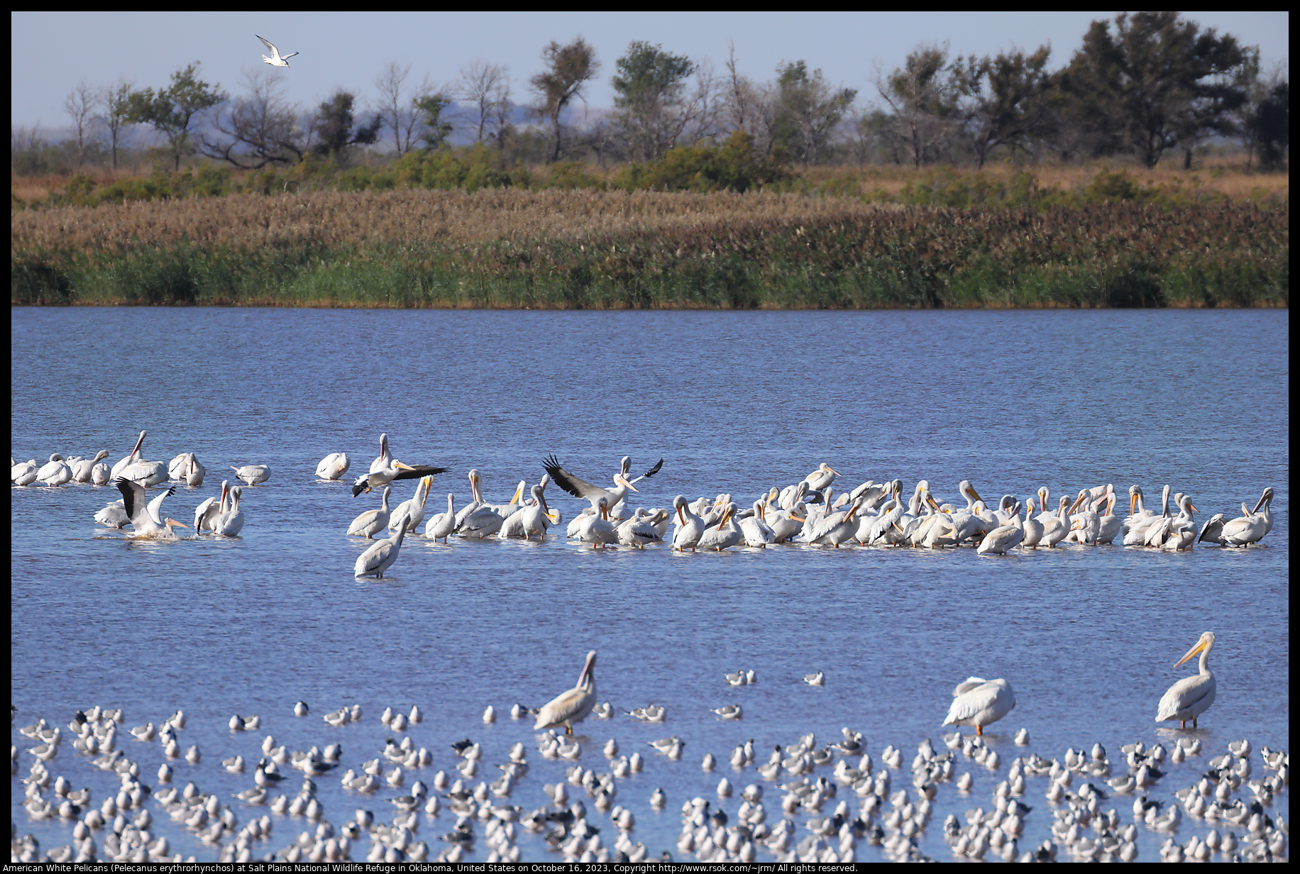 American White Pelicans (Pelecanus erythrorhynchos) at Salt Plains National Wildlife Refuge in Oklahoma, United States on October 16, 2023