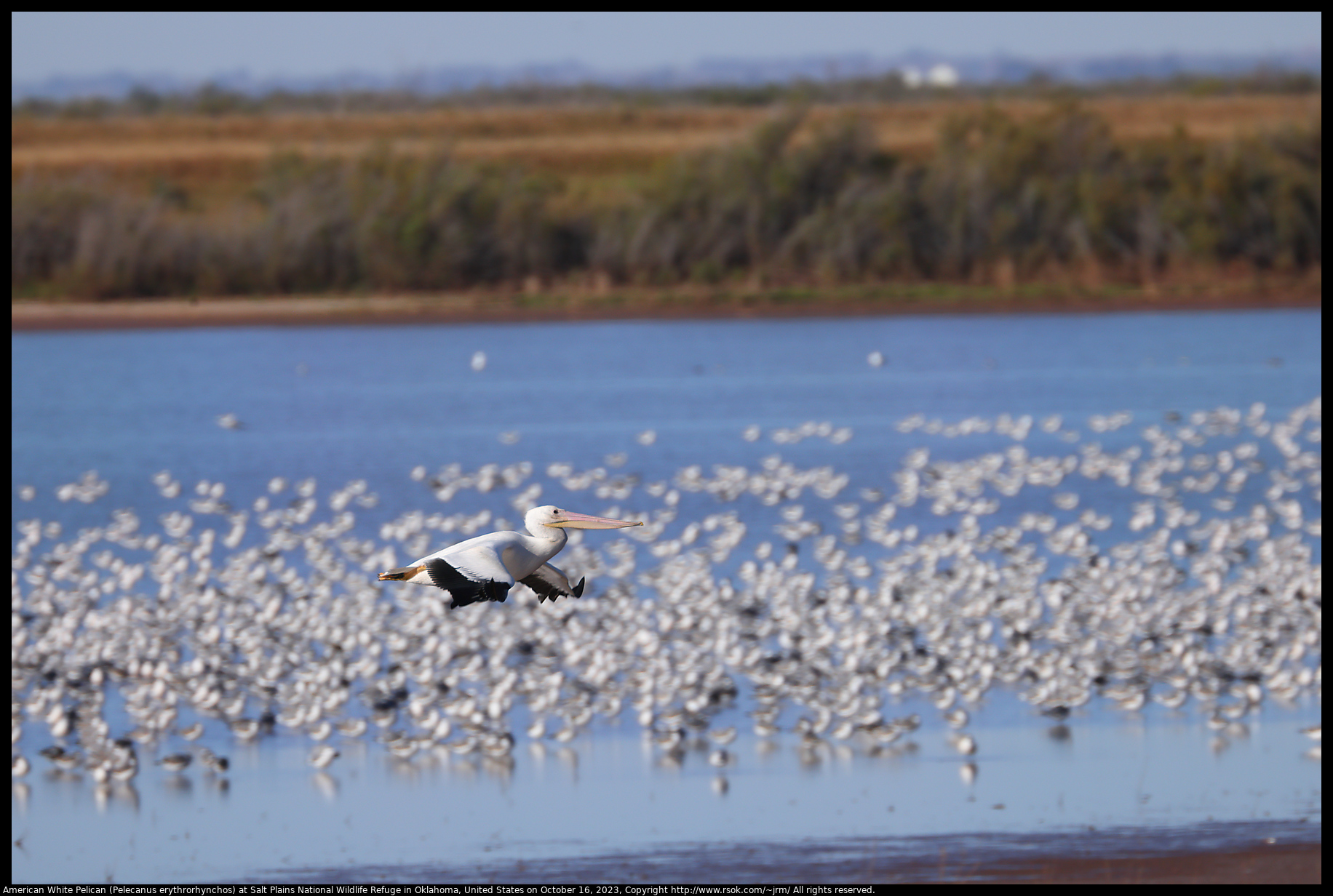American White Pelican (Pelecanus erythrorhynchos) at Salt Plains National Wildlife Refuge in Oklahoma, United States on October 16, 2023