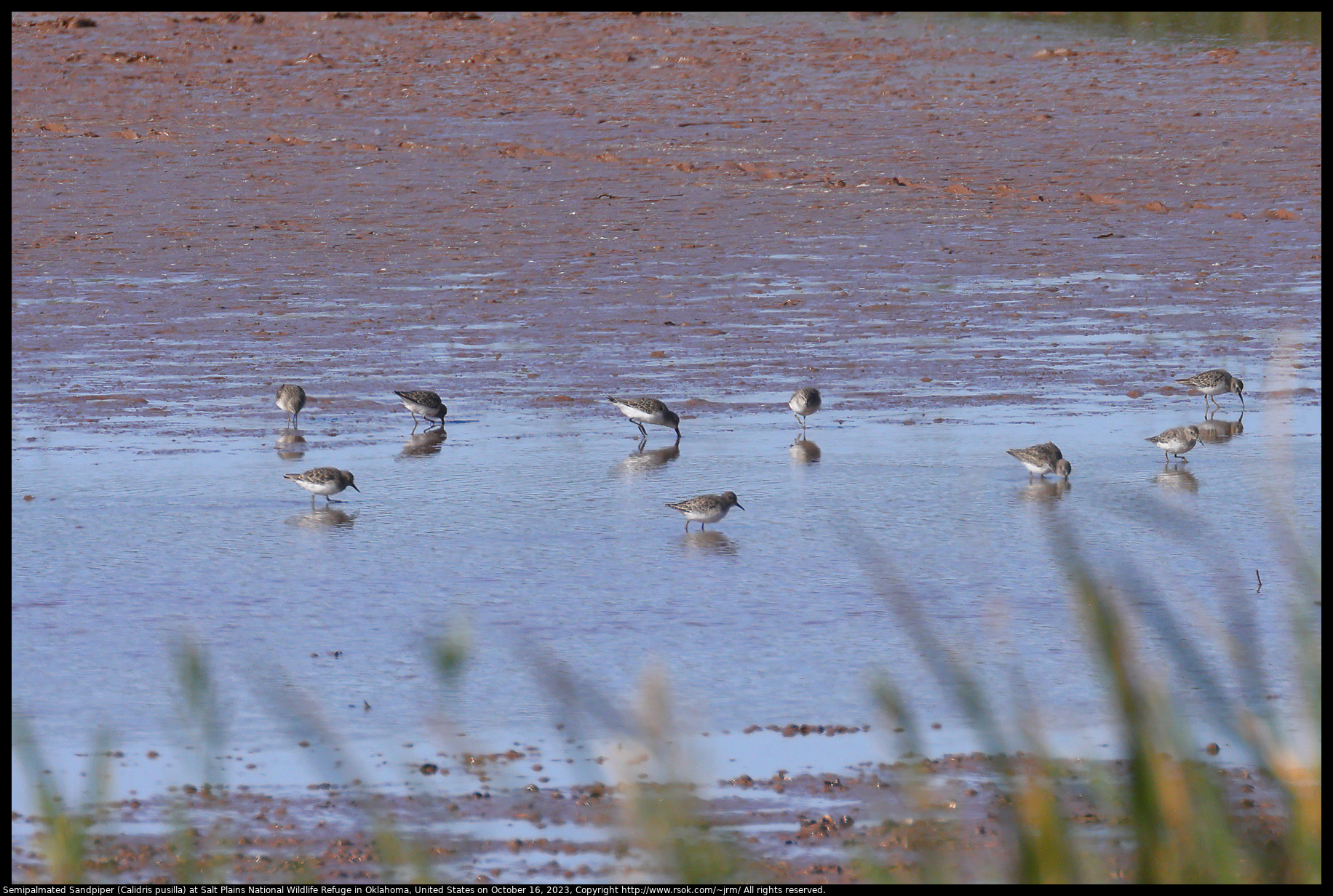 Semipalmated Sandpiper (Calidris pusilla) at Salt Plains National Wildlife Refuge in Oklahoma, United States on October 16, 2023