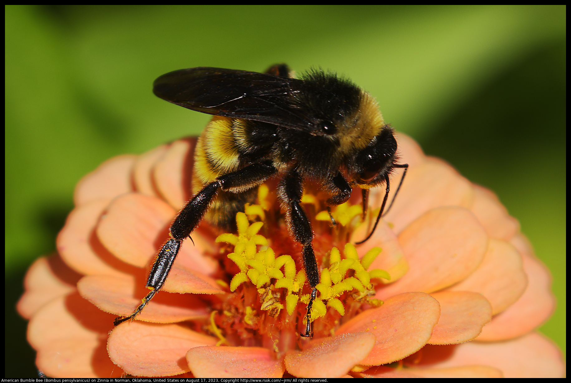 American Bumble Bee (Bombus pensylvanicus) on Zinnia in Norman, Oklahoma, United States on August 17, 2023