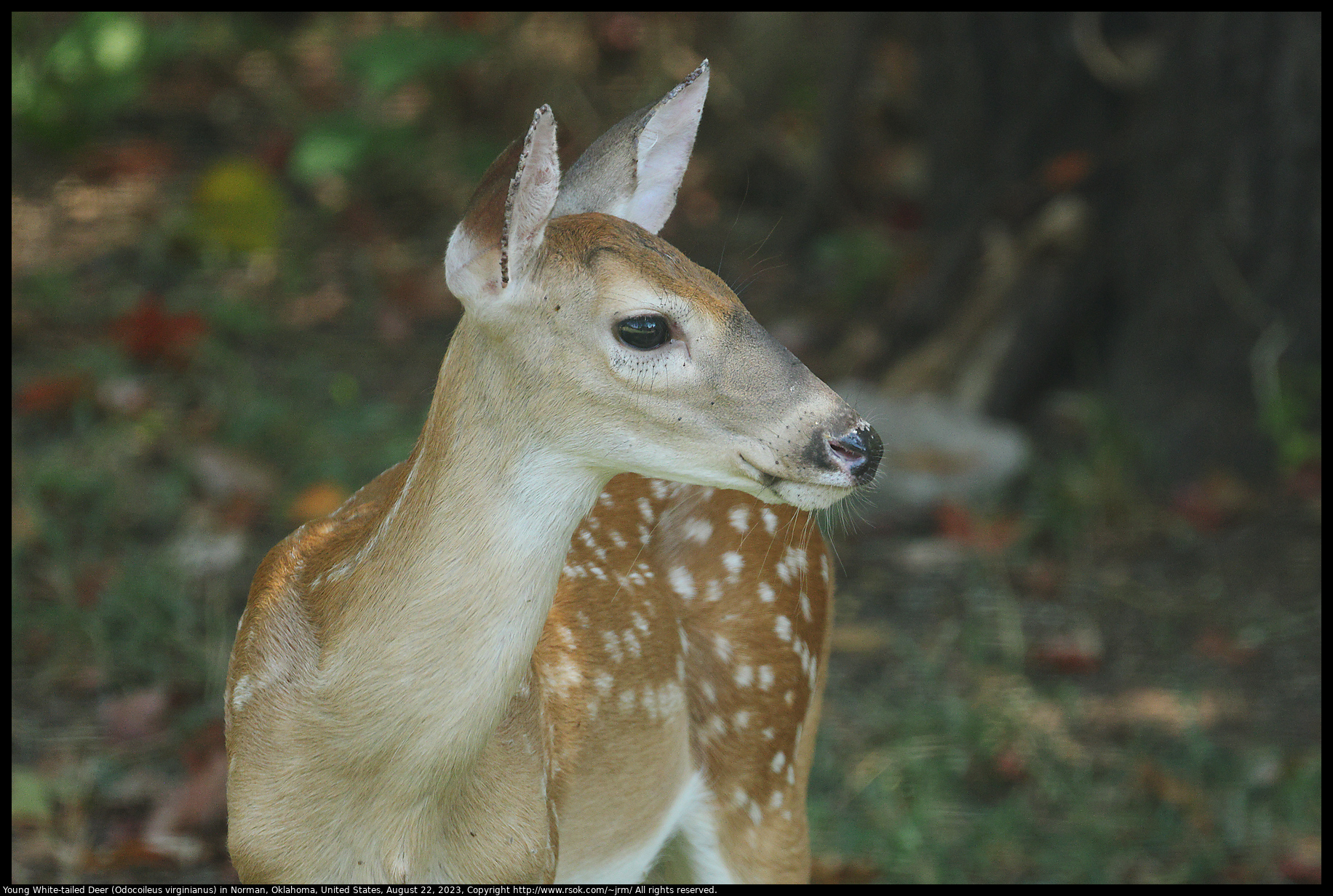 Young White-tailed Deer (Odocoileus virginianus) in Norman, Oklahoma, United States, August 22, 2023