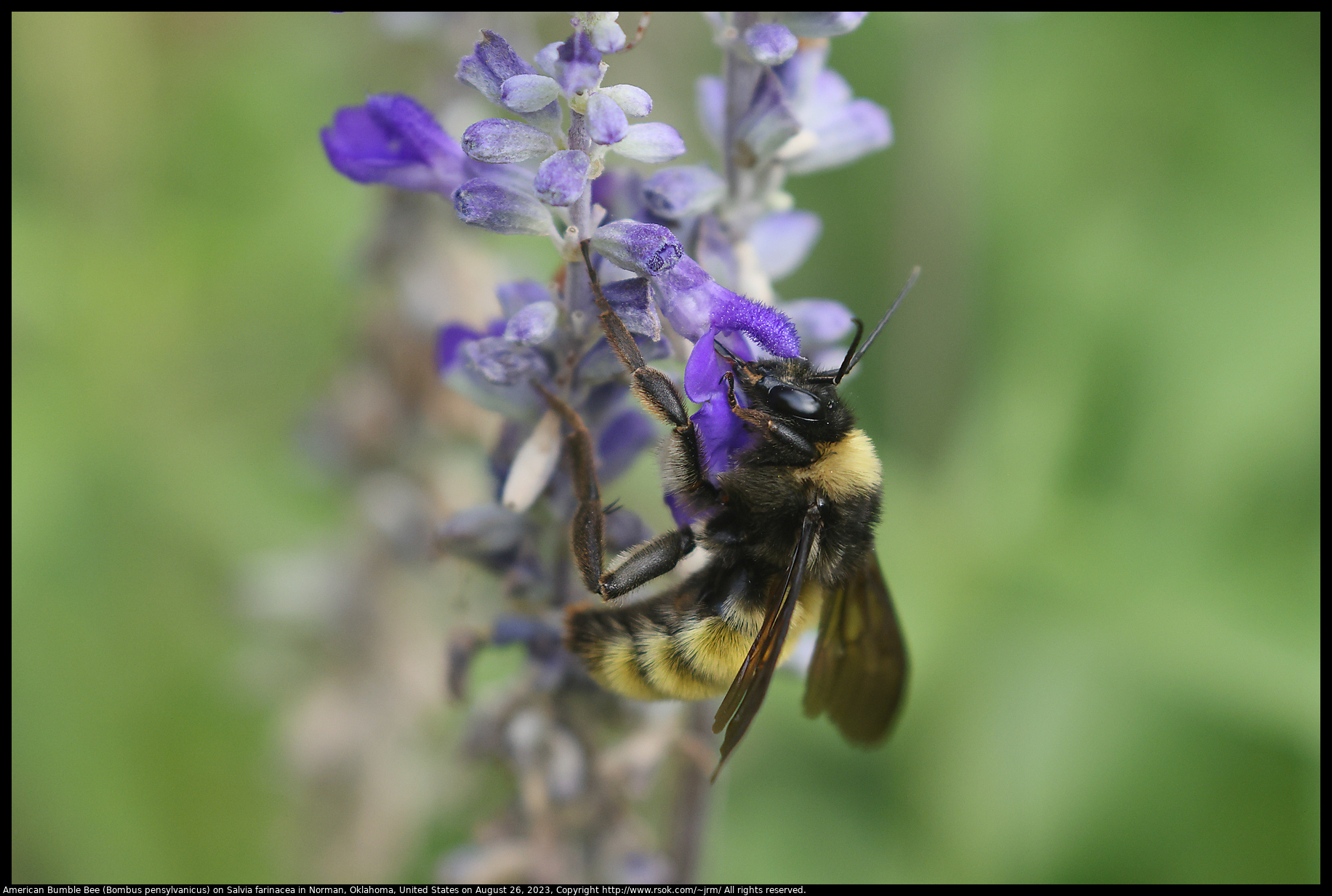 American Bumble Bee (Bombus pensylvanicus) on Salvia farinacea in Norman, Oklahoma, United States on August 26, 2023