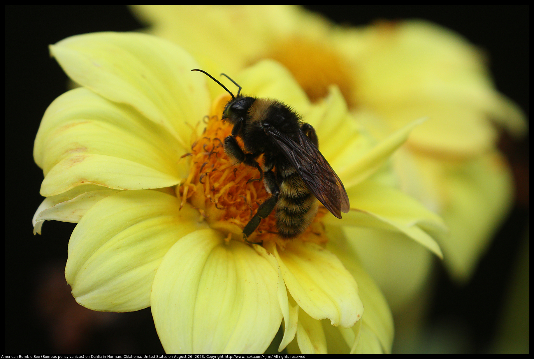 American Bumble Bee (Bombus pensylvanicus) on Dahlia in Norman, Oklahoma, United States on August 26, 2023