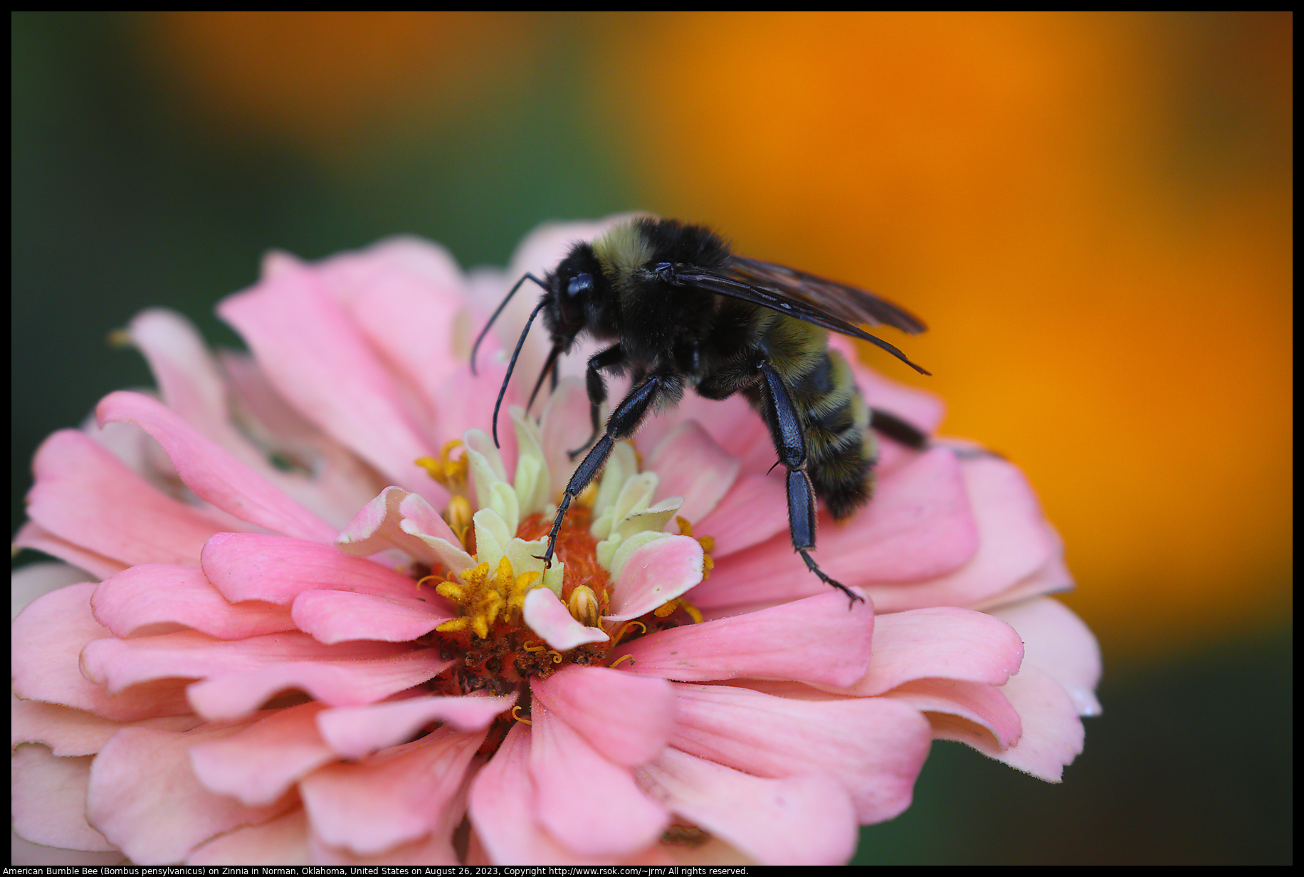 American Bumble Bee (Bombus pensylvanicus) on Zinnia in Norman, Oklahoma, United States on August 26, 2023