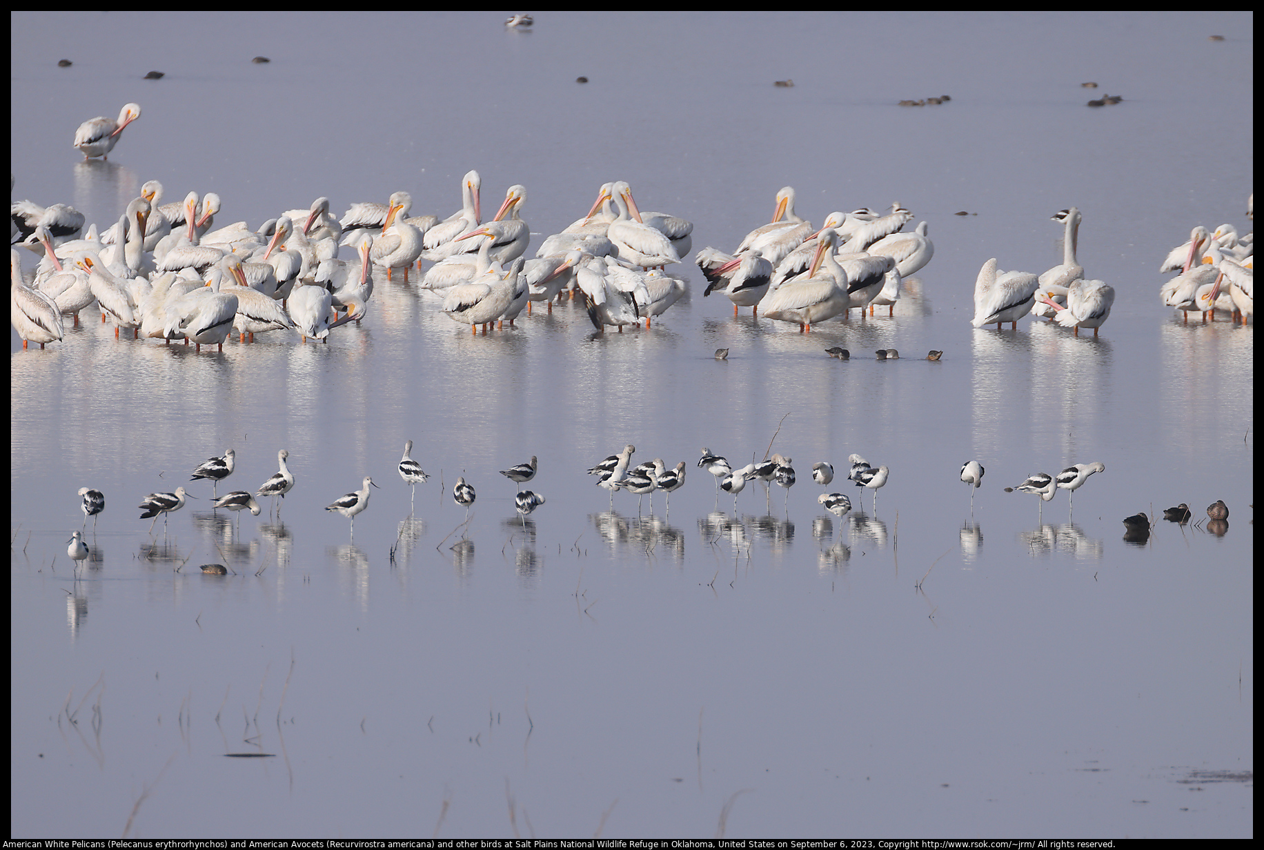 American White Pelicans (Pelecanus erythrorhynchos) and American Avocets (Recurvirostra americana) and other birds at Salt Plains National Wildlife Refuge in Oklahoma, United States on September 6, 2023