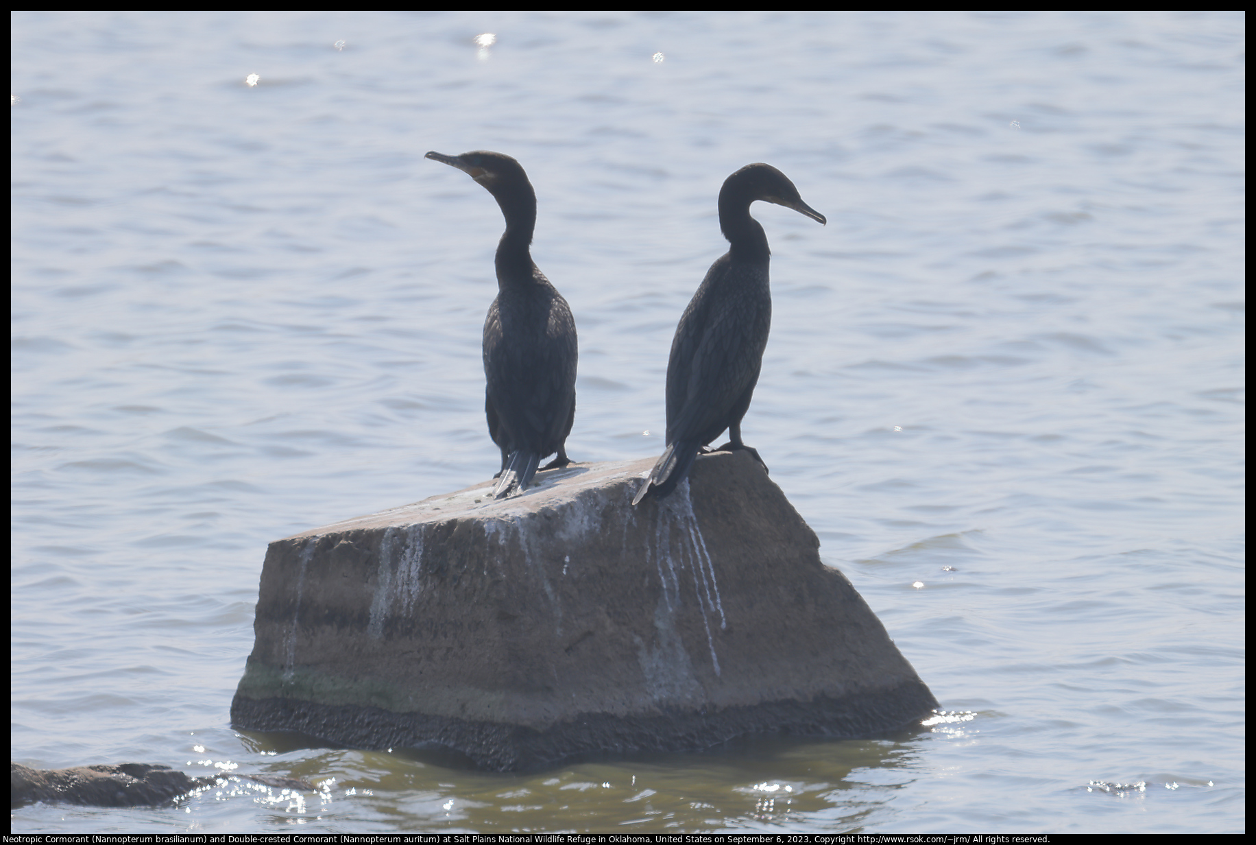 Neotropic Cormorant (Nannopterum brasilianum) and Double-crested Cormorant (Nannopterum auritum) at Salt Plains National Wildlife Refuge in Oklahoma, United States on September 6, 2023