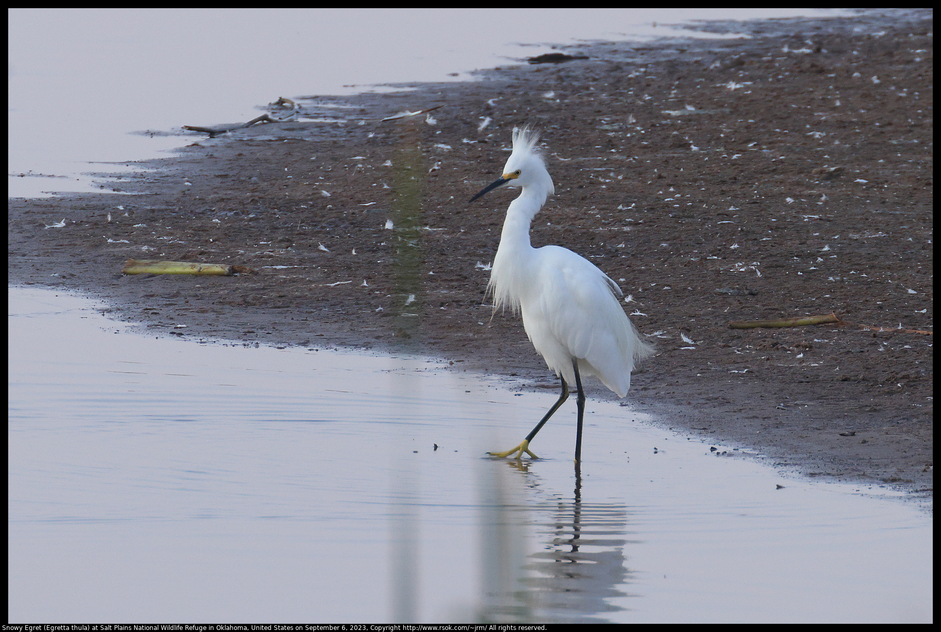 Snowy Egret (Egretta thula) at Salt Plains National Wildlife Refuge in Oklahoma, United States on September 6, 2023