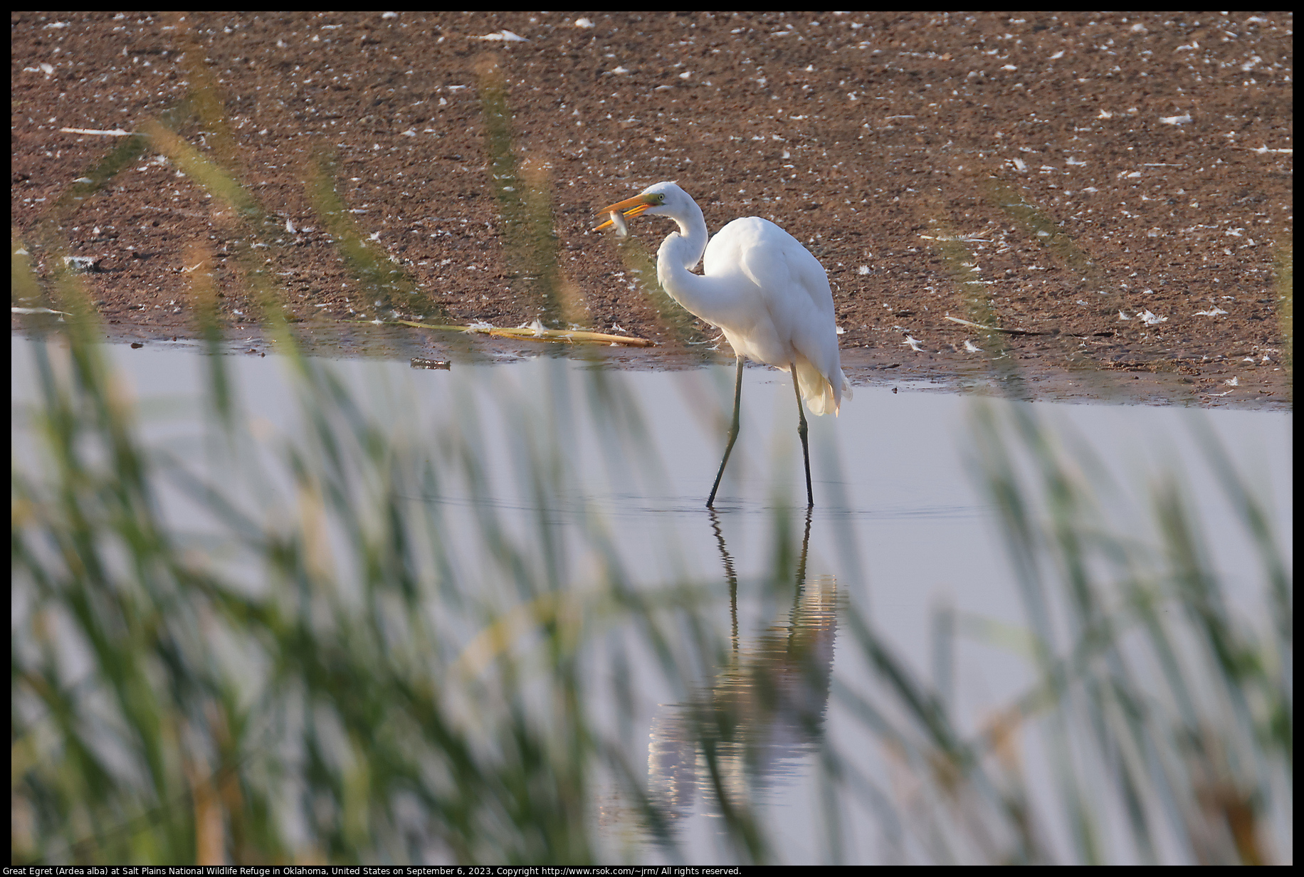 Great Egret (Ardea alba) at Salt Plains National Wildlife Refuge in Oklahoma, United States on September 6, 2023