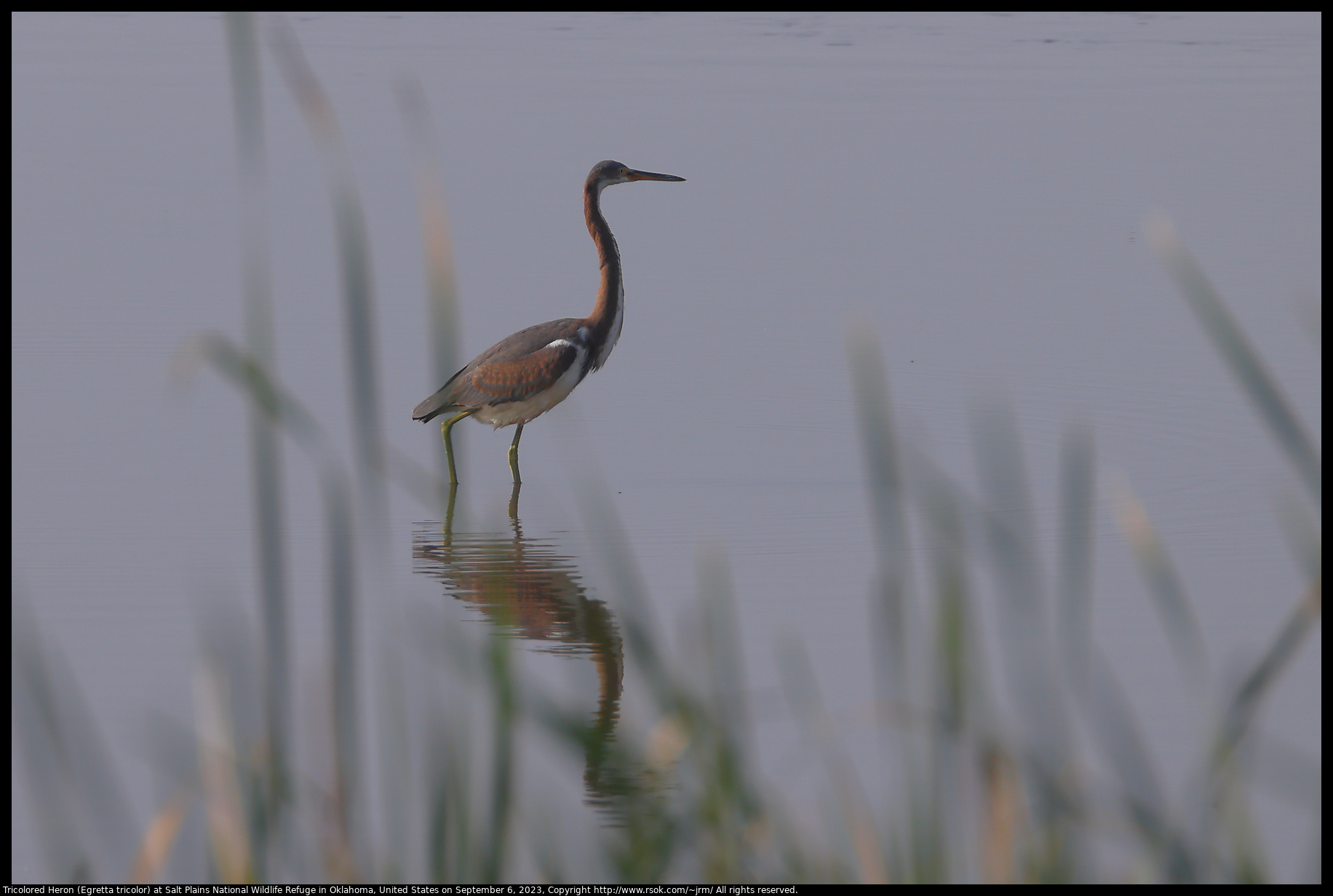 Tricolored Heron (Egretta tricolor) at Salt Plains National Wildlife Refuge in Oklahoma, United States on September 6, 2023