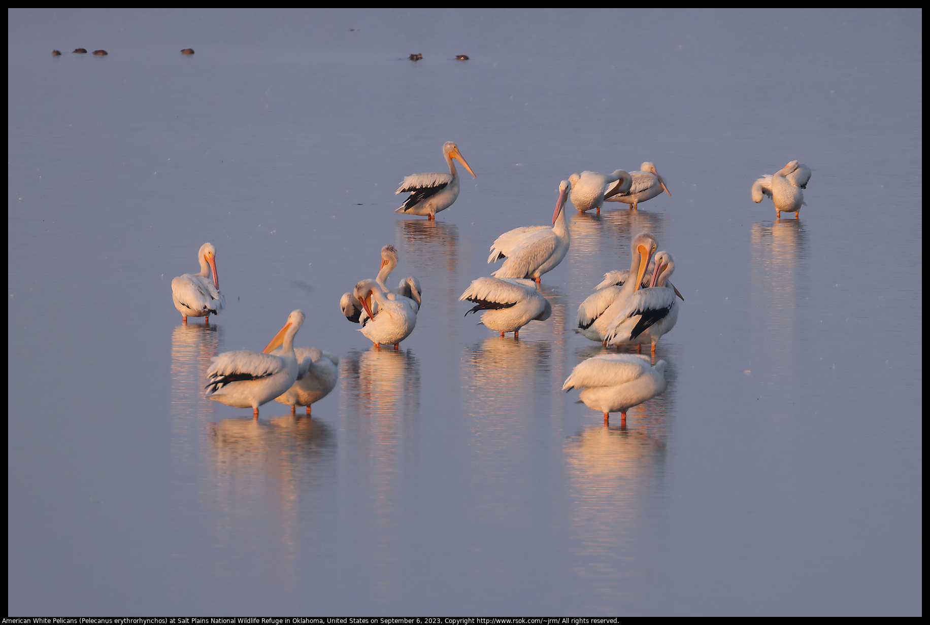 American White Pelicans (Pelecanus erythrorhynchos) at Salt Plains National Wildlife Refuge in Oklahoma, United States on September 6, 2023