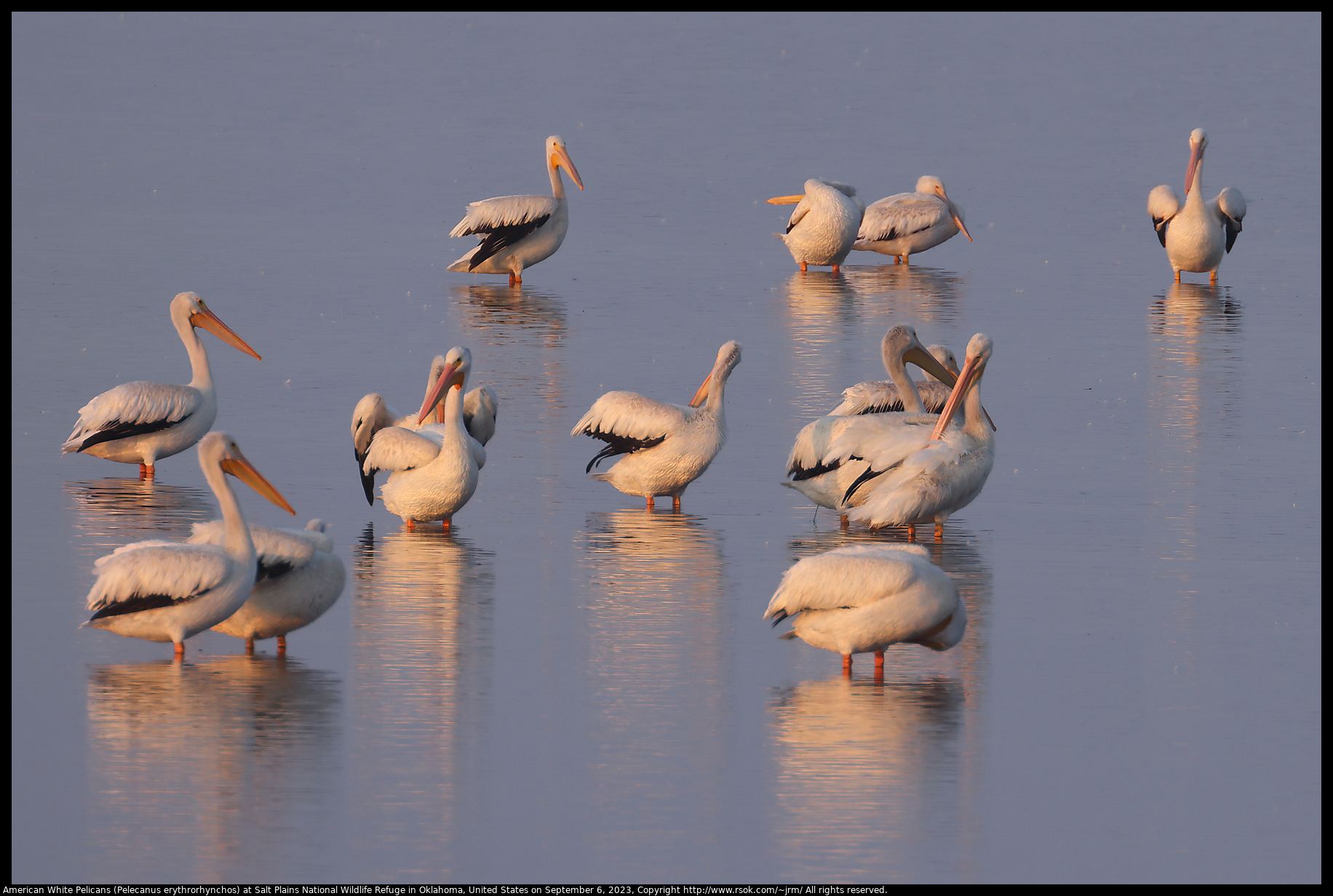 American White Pelicans (Pelecanus erythrorhynchos) at Salt Plains National Wildlife Refuge in Oklahoma, United States on September 6, 2023