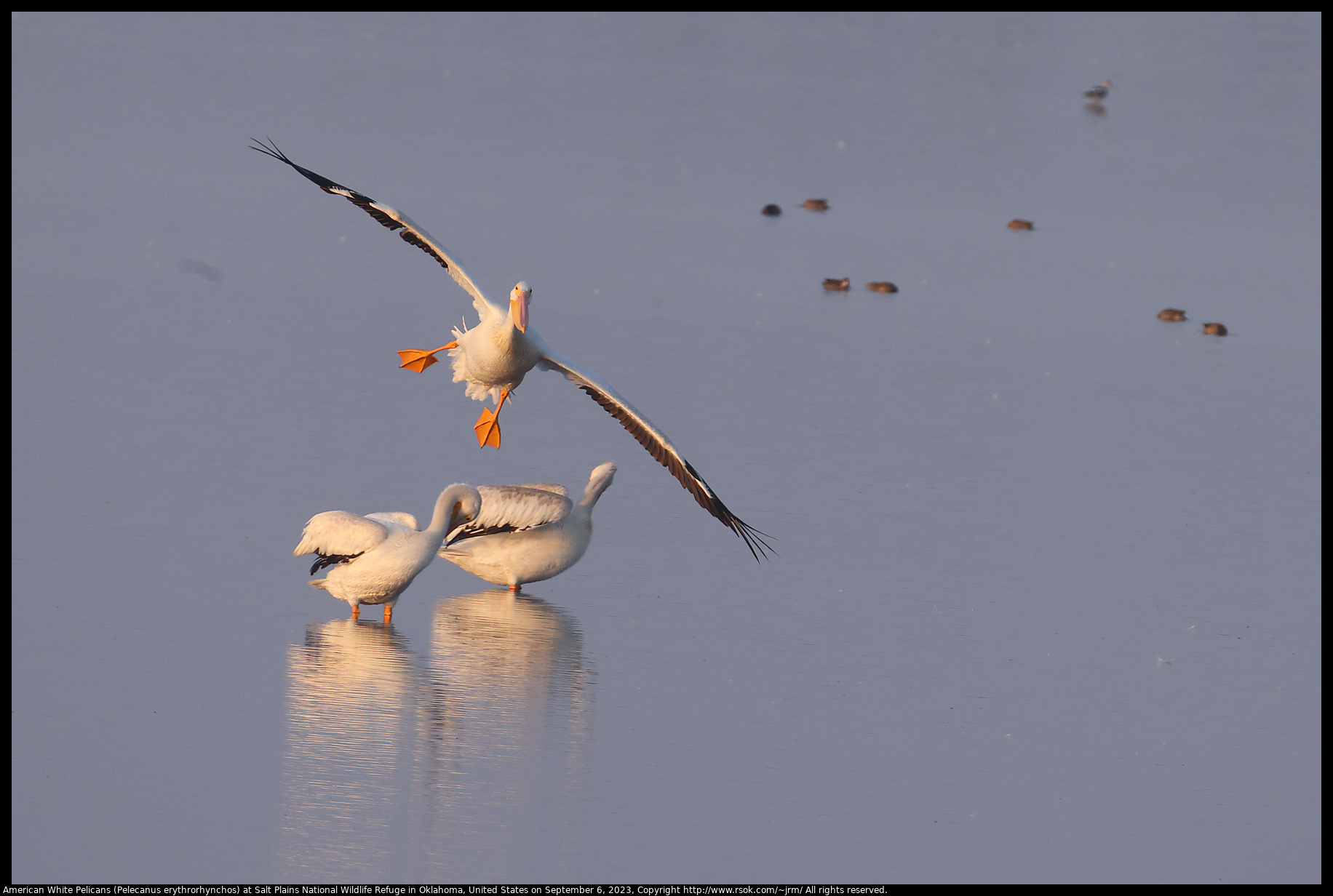 American White Pelicans (Pelecanus erythrorhynchos) at Salt Plains National Wildlife Refuge in Oklahoma, United States on September 6, 2023