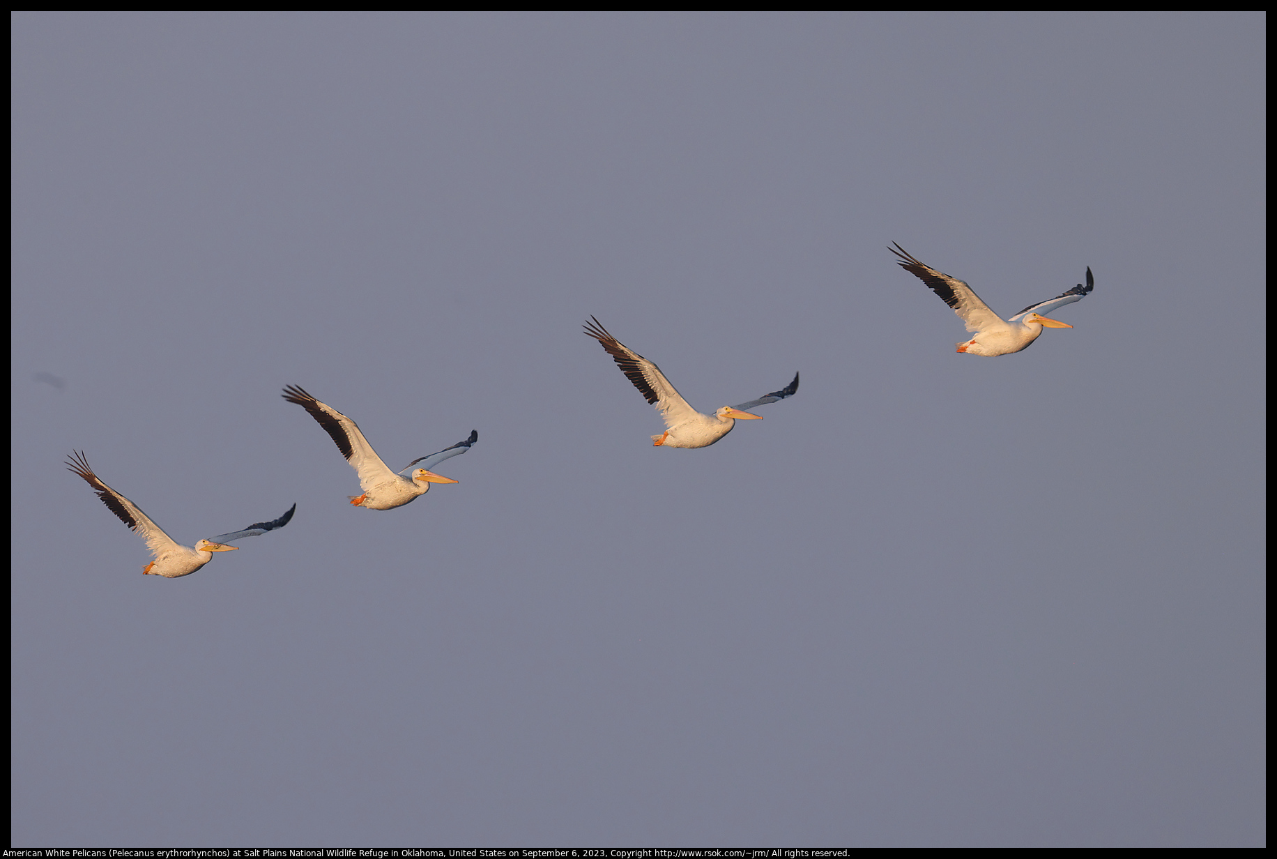 American White Pelicans (Pelecanus erythrorhynchos) at Salt Plains National Wildlife Refuge in Oklahoma, United States on September 6, 2023