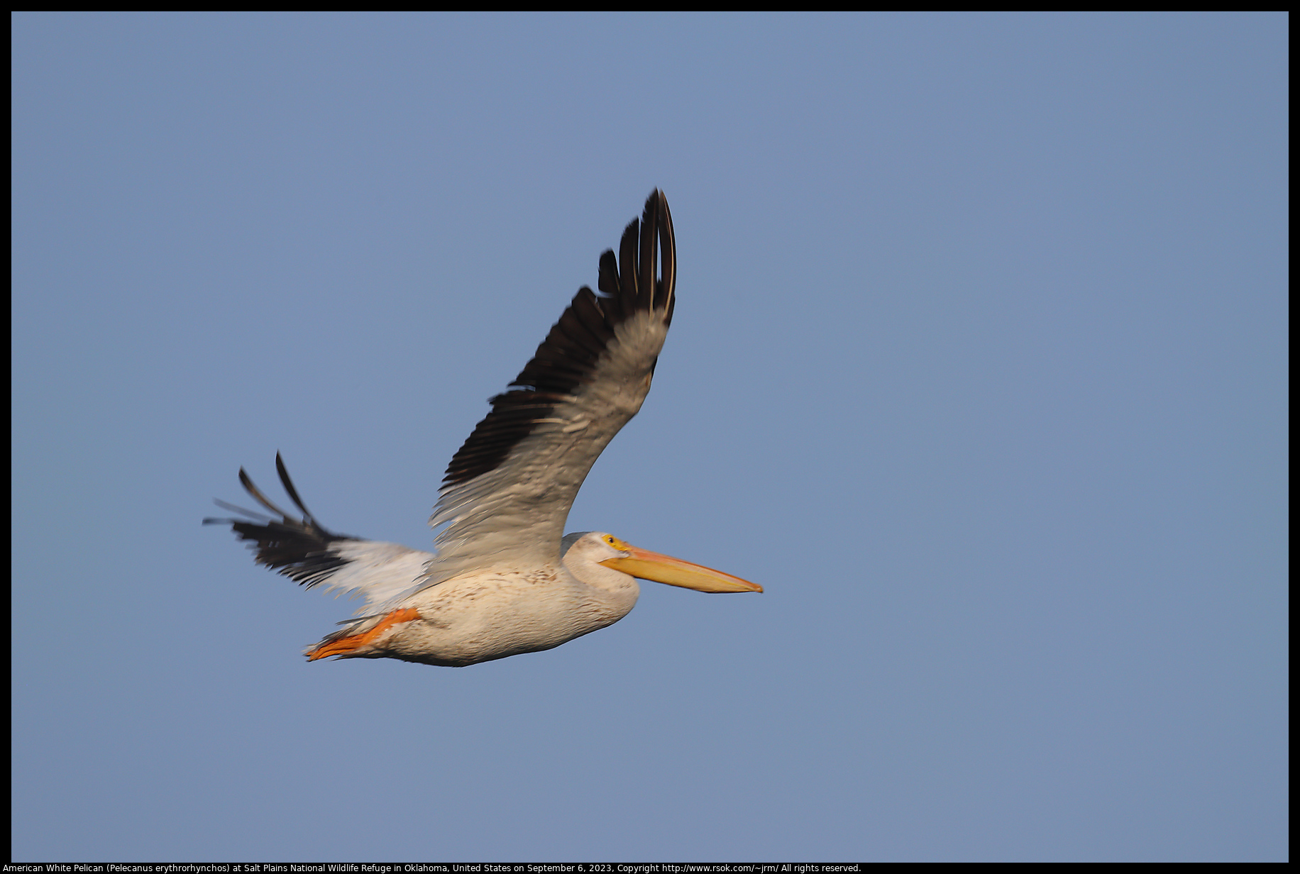 American White Pelican (Pelecanus erythrorhynchos) at Salt Plains National Wildlife Refuge in Oklahoma, United States on September 6, 2023