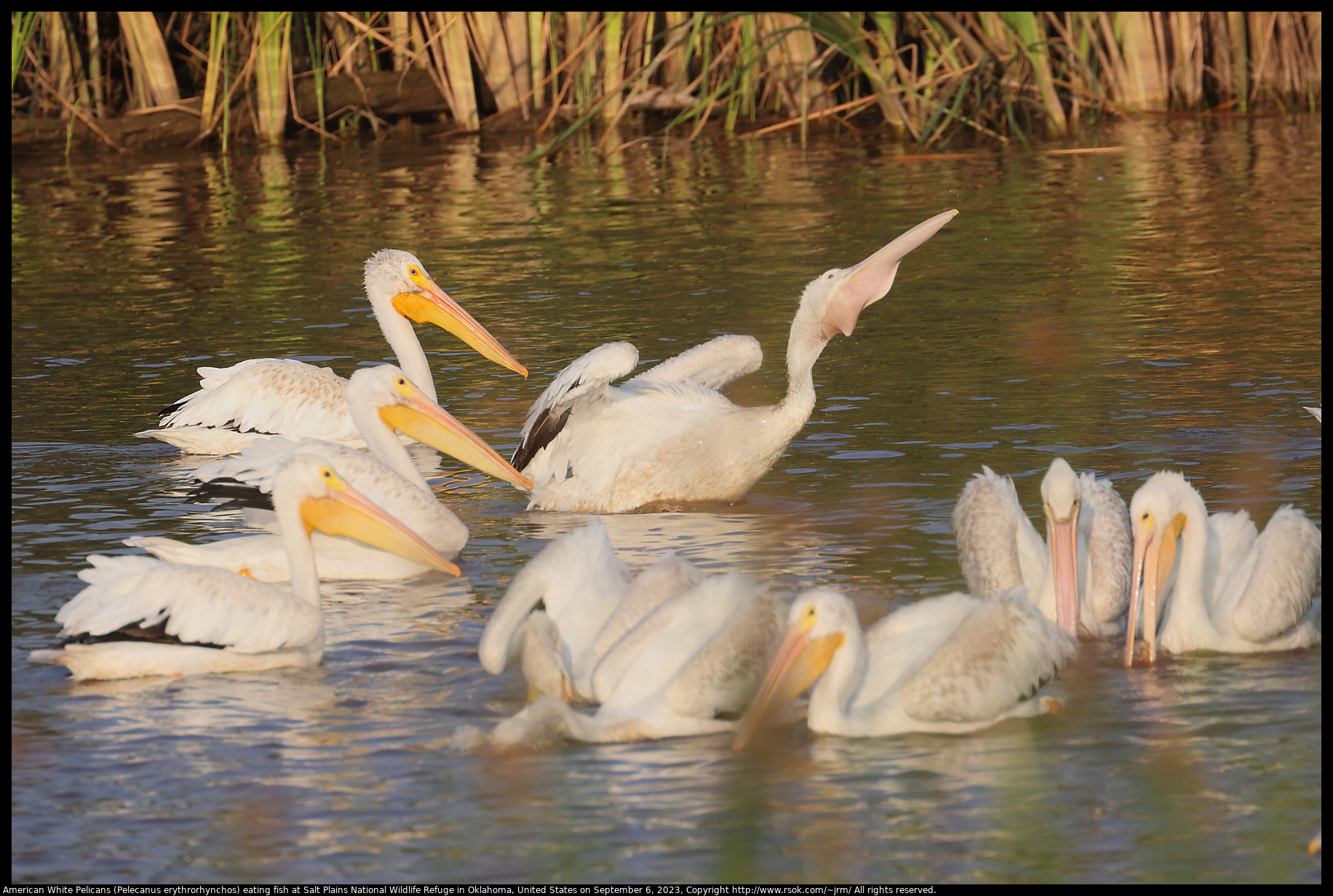 American White Pelicans (Pelecanus erythrorhynchos) eating fish at Salt Plains National Wildlife Refuge in Oklahoma, United States on September 6, 2023