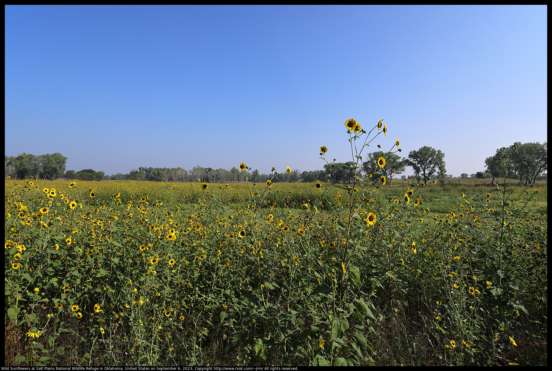 Wild Sunflowers at Salt Plains National Wildlife Refuge in Oklahoma, United States on September 6, 2023