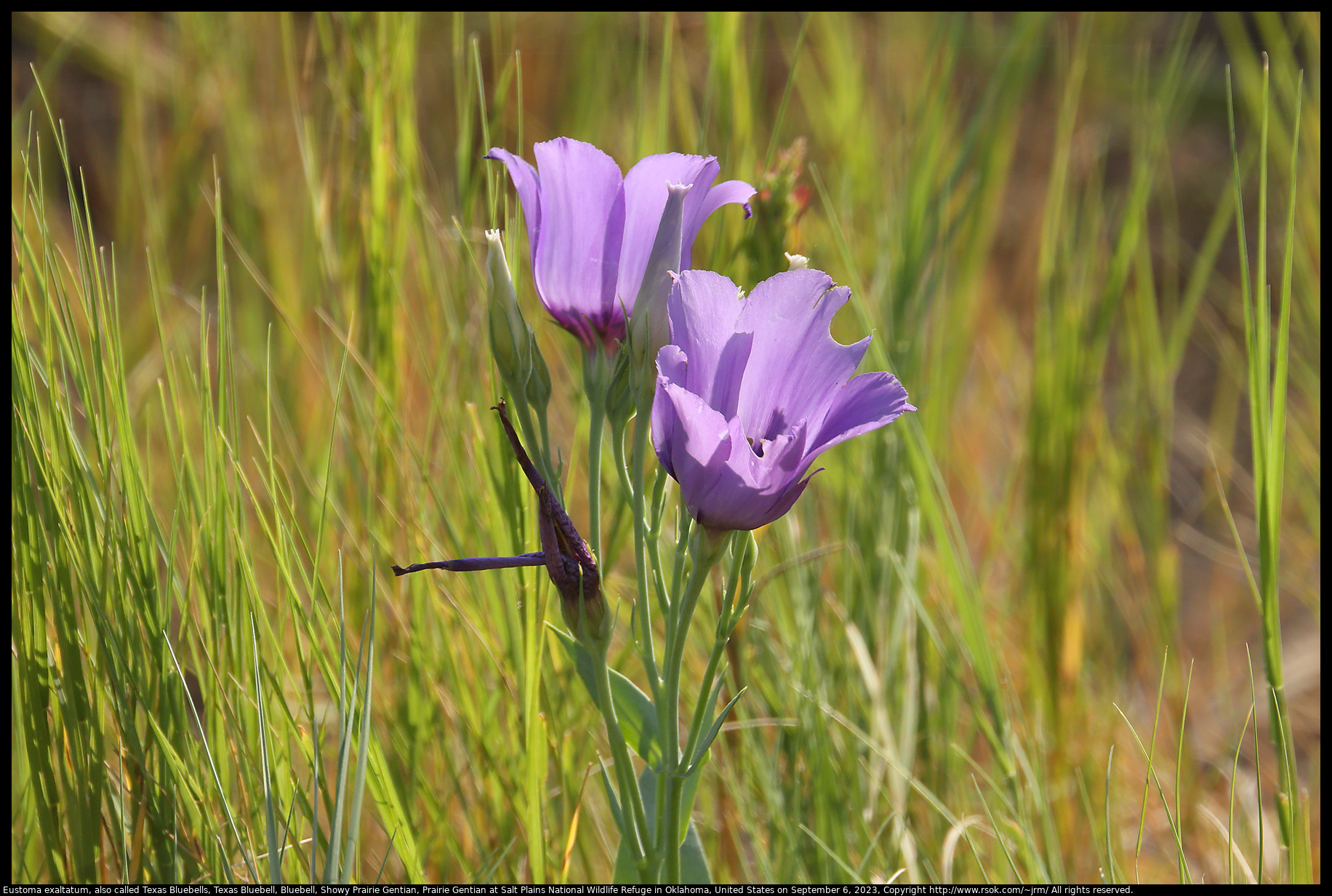 Eustoma exaltatum, also called Texas Bluebells, Texas Bluebell, Bluebell, Showy Prairie Gentian, Prairie Gentian at Salt Plains National Wildlife Refuge in Oklahoma, United States on September 6, 2023