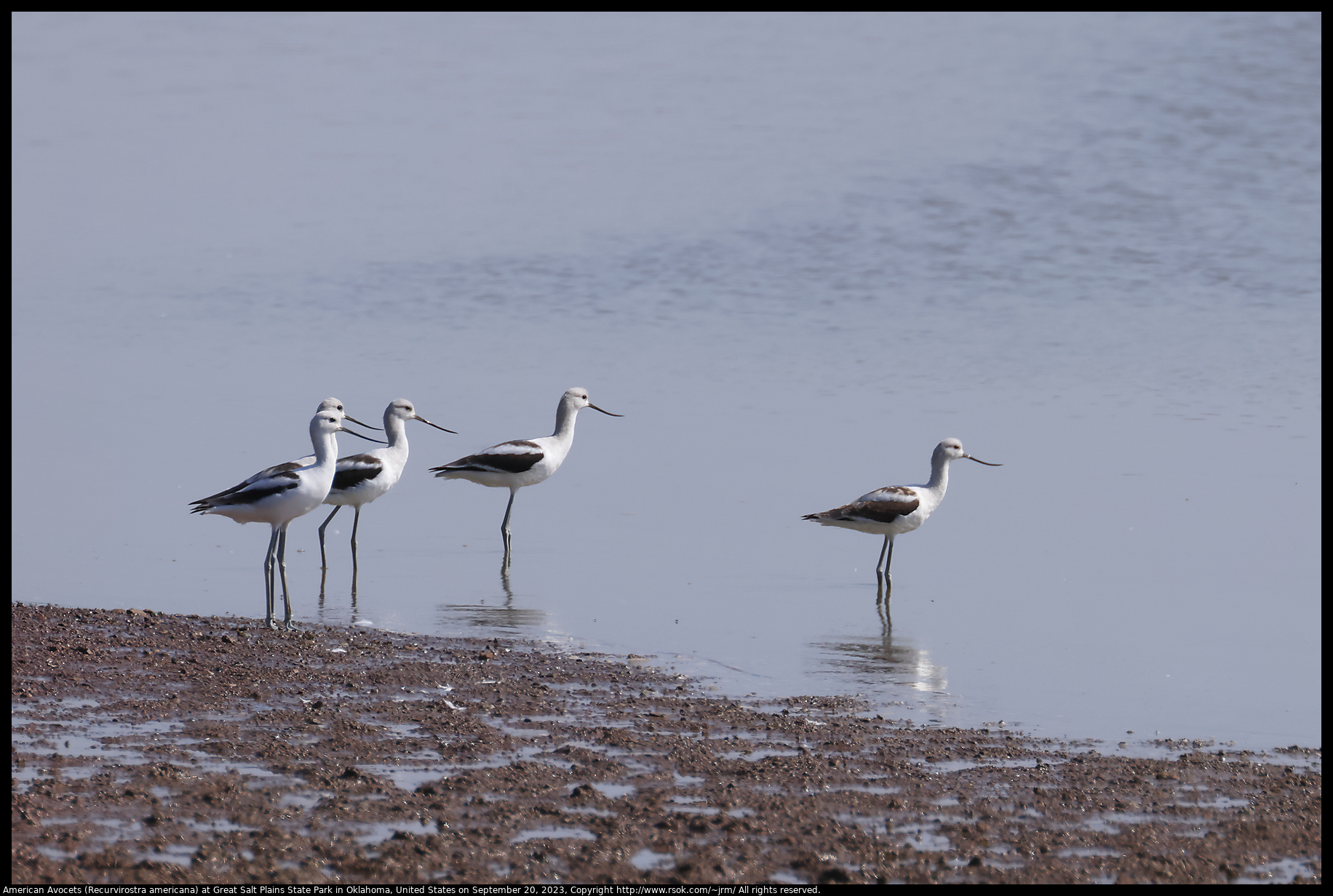American Avocets (Recurvirostra americana) at Great Salt Plains State Park in Oklahoma, United States on September 20, 2023
