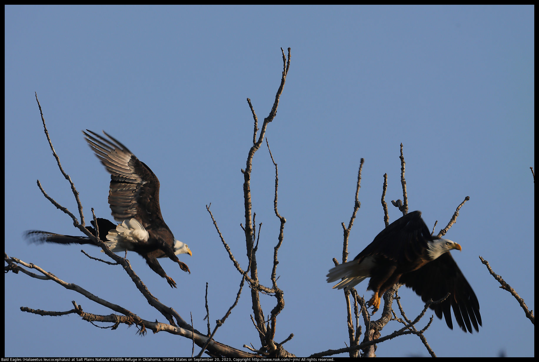 Bald Eagles (Haliaeetus leucocephalus) at Salt Plains National Wildlife Refuge in Oklahoma, United States on September 20, 2023