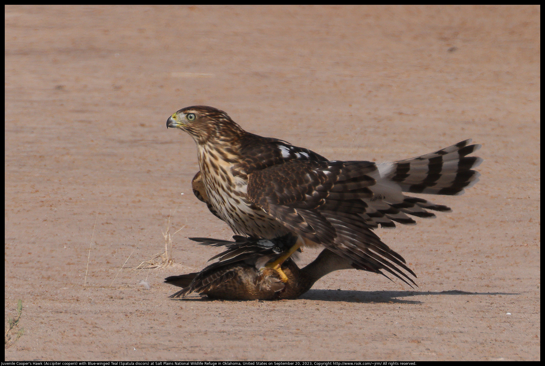 Juvenile Cooper's Hawk (Accipiter cooperii) with Blue-winged Teal (Spatula discors) at Salt Plains National Wildlife Refuge in Oklahoma, United States on September 20, 2023