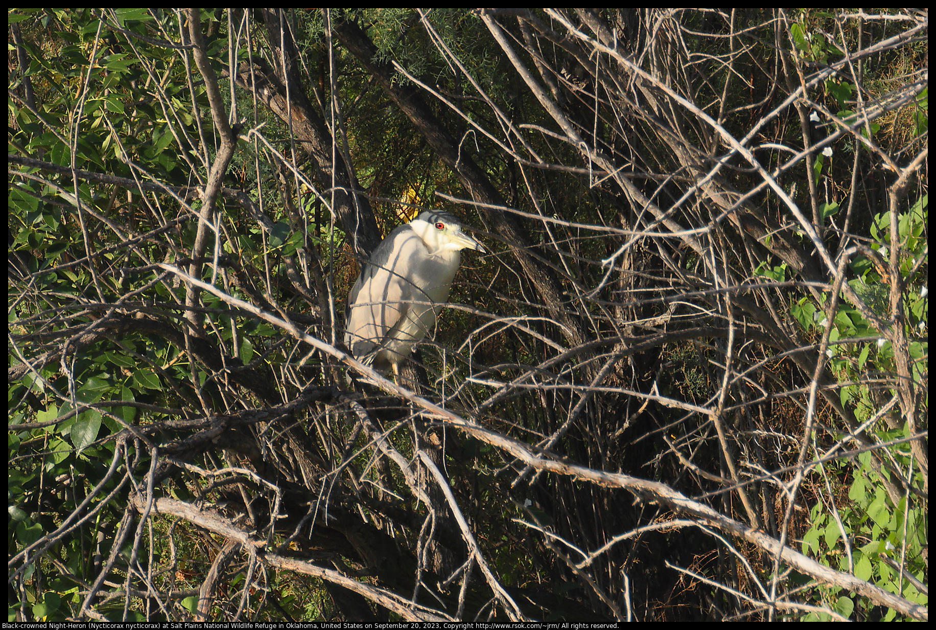 Black-crowned Night-Heron (Nycticorax nycticorax) at Salt Plains National Wildlife Refuge in Oklahoma, United States on September 20, 2023