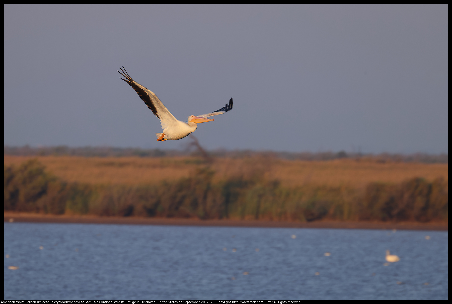 American White Pelican (Pelecanus erythrorhynchos) at Salt Plains National Wildlife Refuge in Oklahoma, United States on September 20, 2023