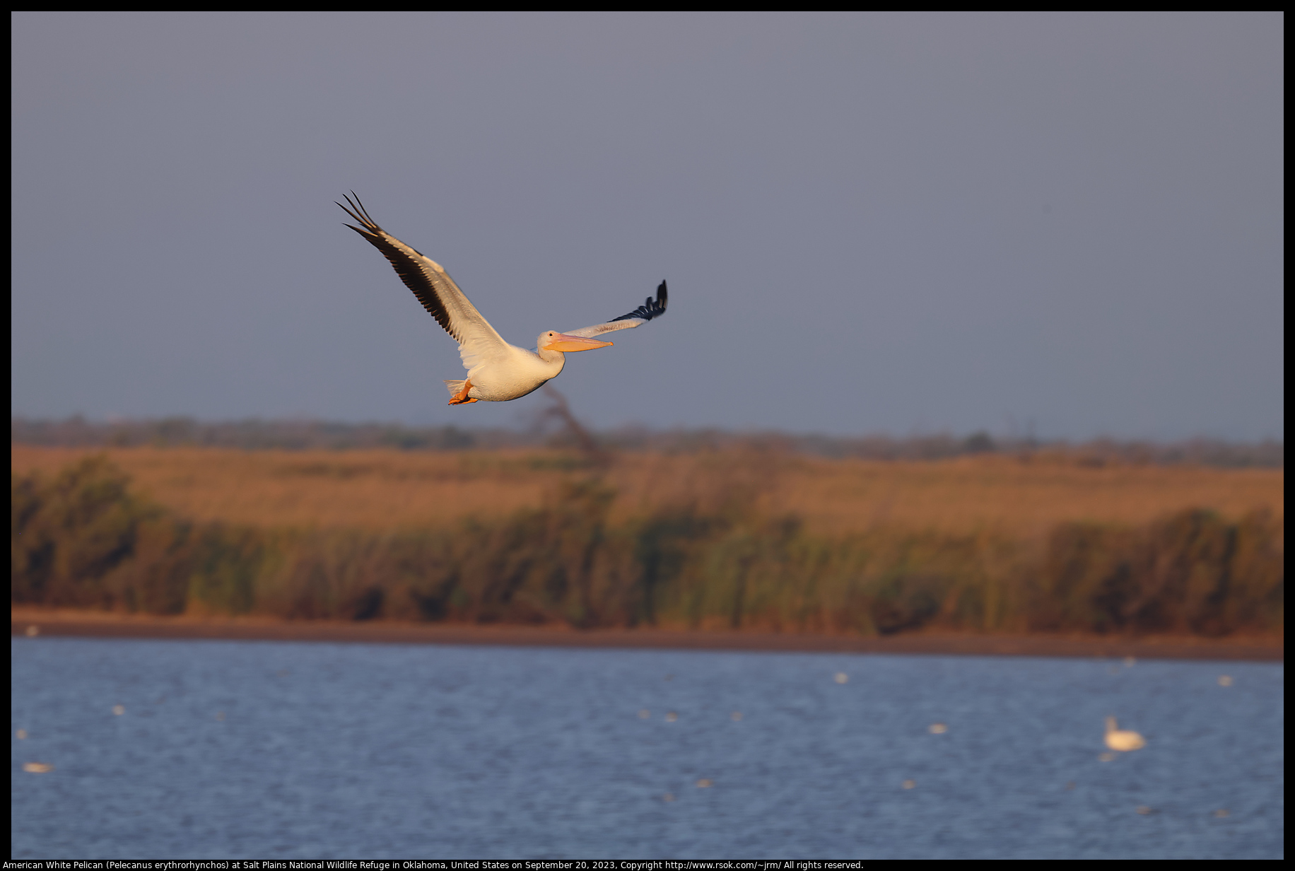 American White Pelican (Pelecanus erythrorhynchos) at Salt Plains National Wildlife Refuge in Oklahoma, United States on September 20, 2023