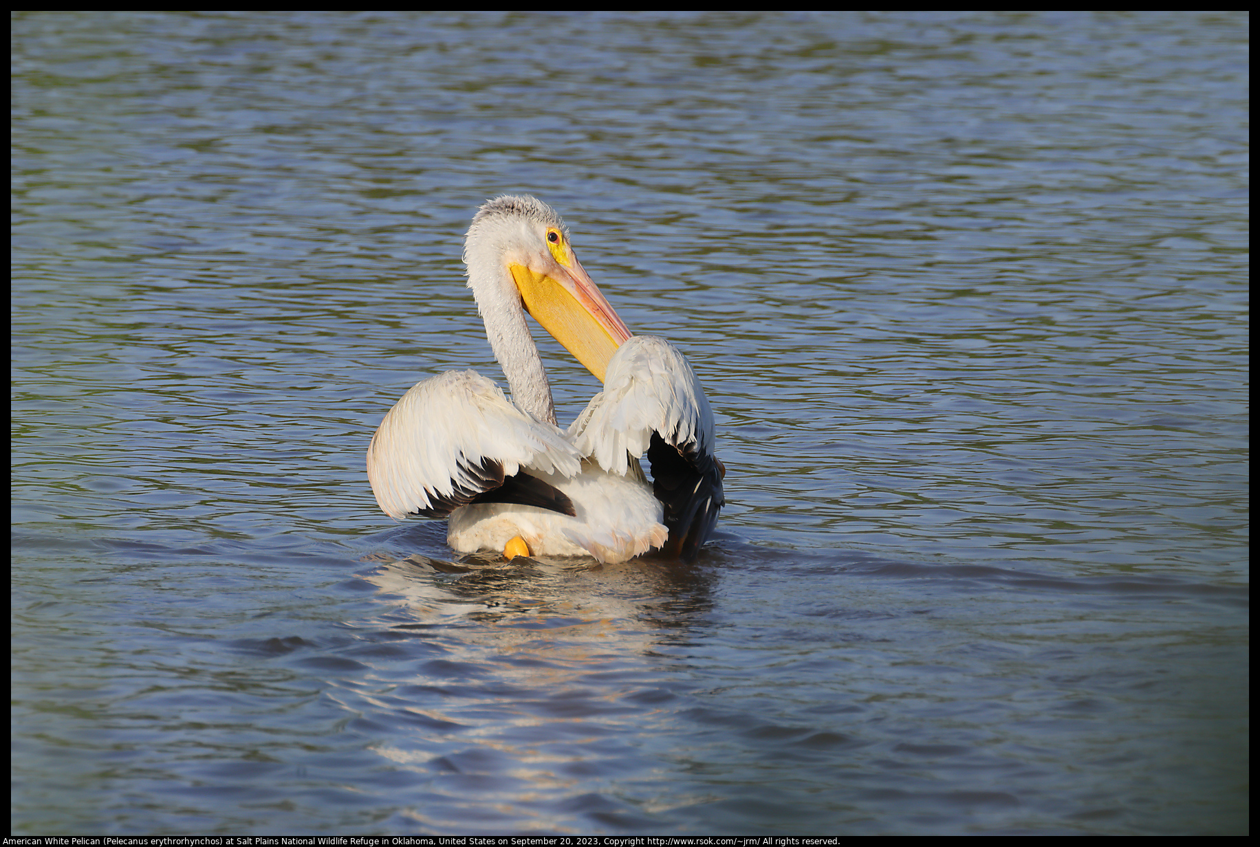 American White Pelicans (Pelecanus erythrorhynchos) at Salt Plains National Wildlife Refuge in Oklahoma, United States on September 20, 2023