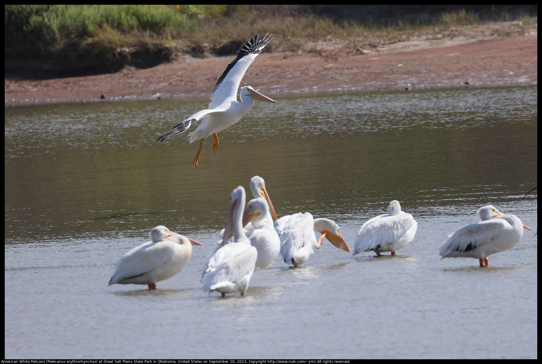 American White Pelicans (Pelecanus erythrorhynchos) at Great Salt Plains State Park in Oklahoma, United States on September 20, 2023