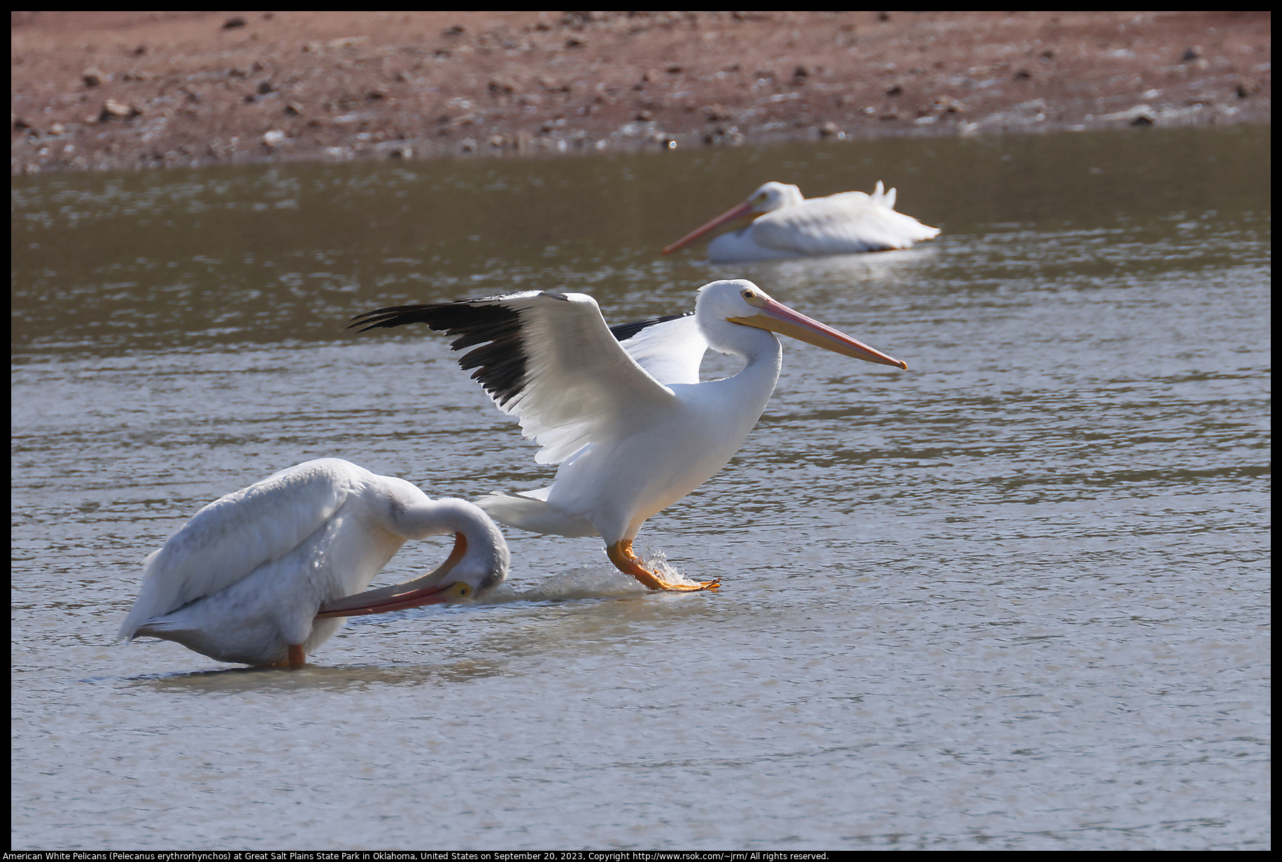 American White Pelicans (Pelecanus erythrorhynchos) at Great Salt Plains State Park in Oklahoma, United States on September 20, 2023