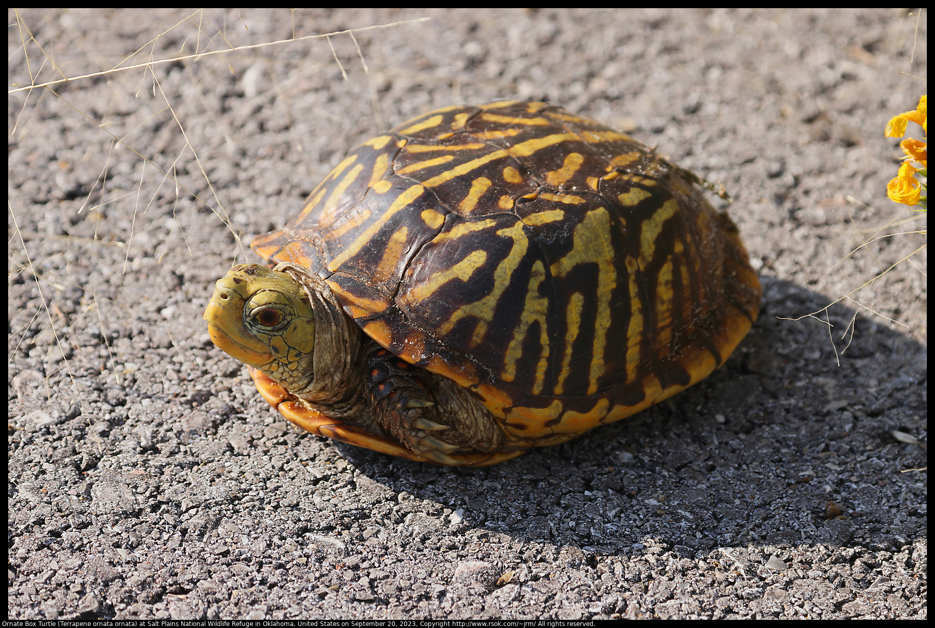 Ornate Box Turtle (Terrapene ornata ornata) at Salt Plains National Wildlife Refuge in Oklahoma, United States on September 20, 2023
