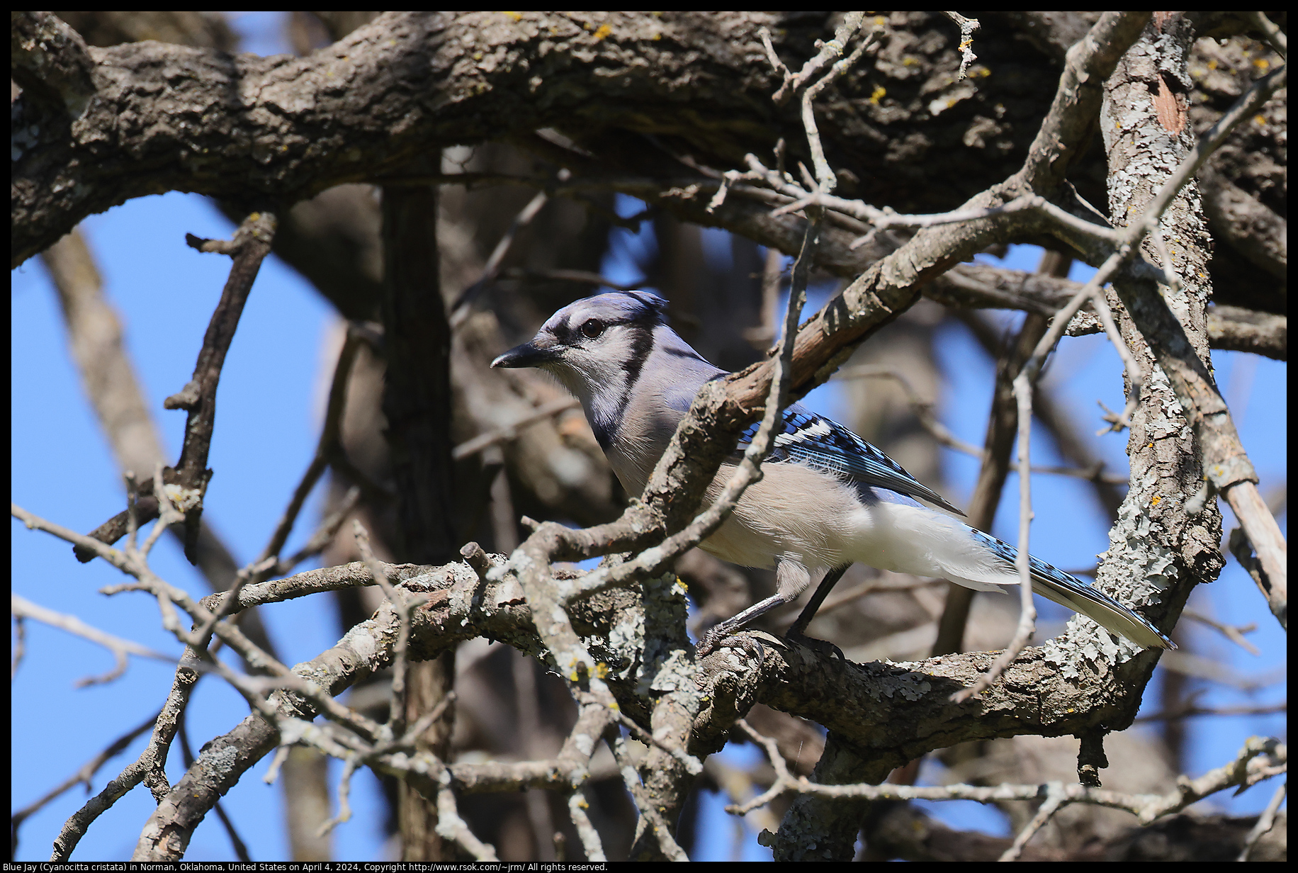 Blue Jay (Cyanocitta cristata) in Norman, Oklahoma, United States on April 4, 2024